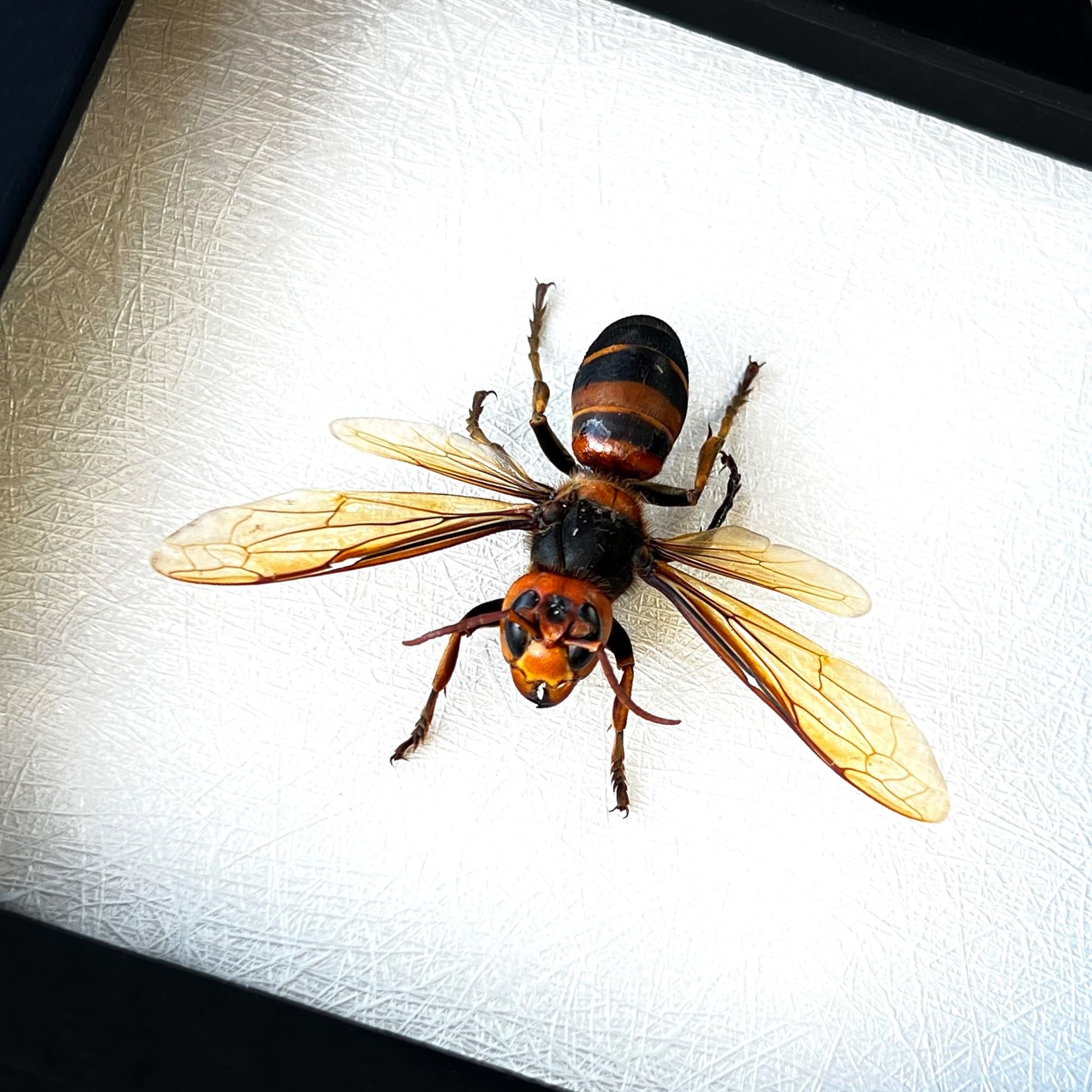 Real Framed Wasp Murder Hornet Beetle Dead Insect Dried Bug Black Frame Shadow Box Taxidermy Oddity Collectables Specimen Decora