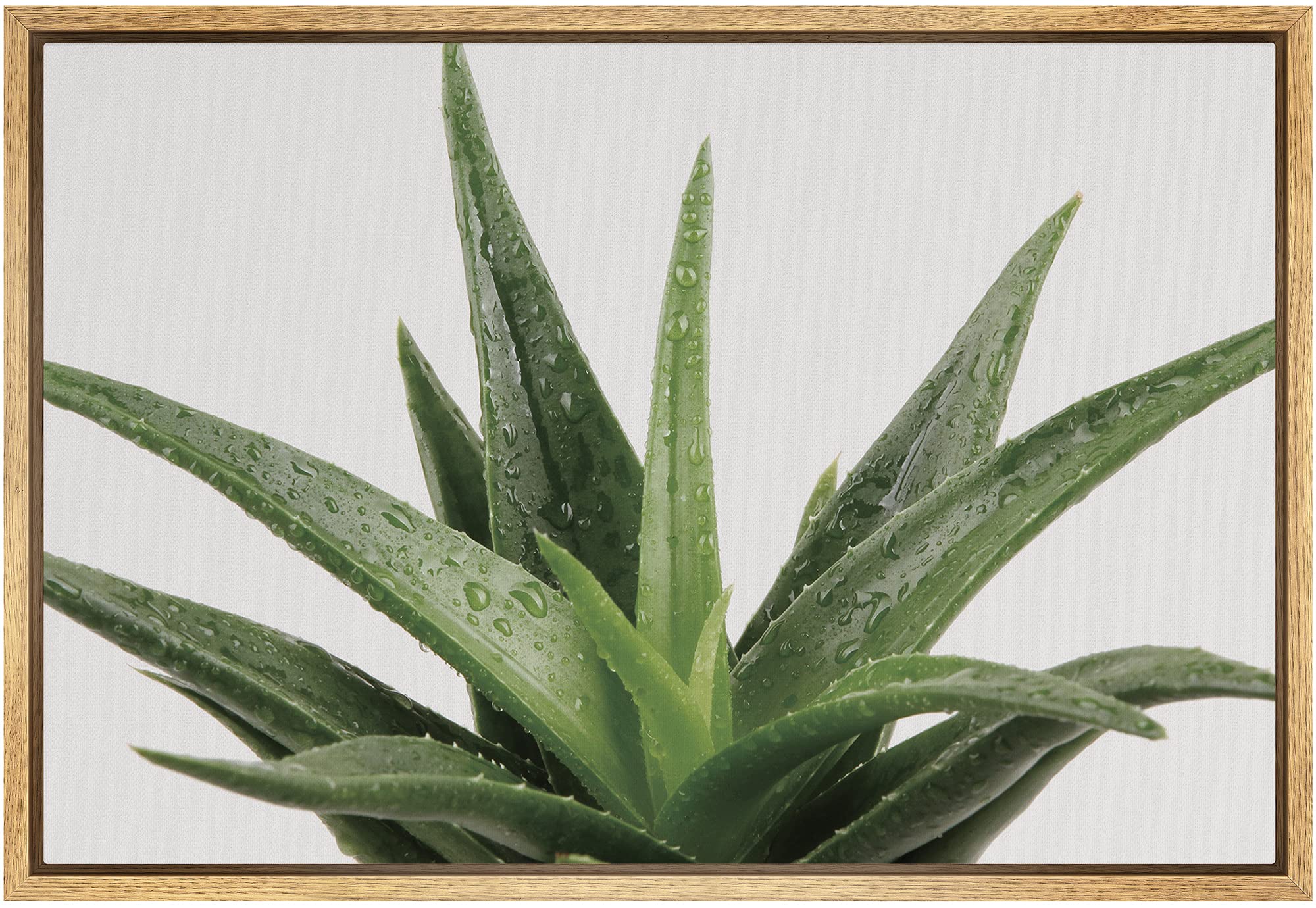 Signford Framed Canvas Print Wall Art Green Aloe Vera Succulent Botanical Wilderness Photography Realism Contemporary Portrait C