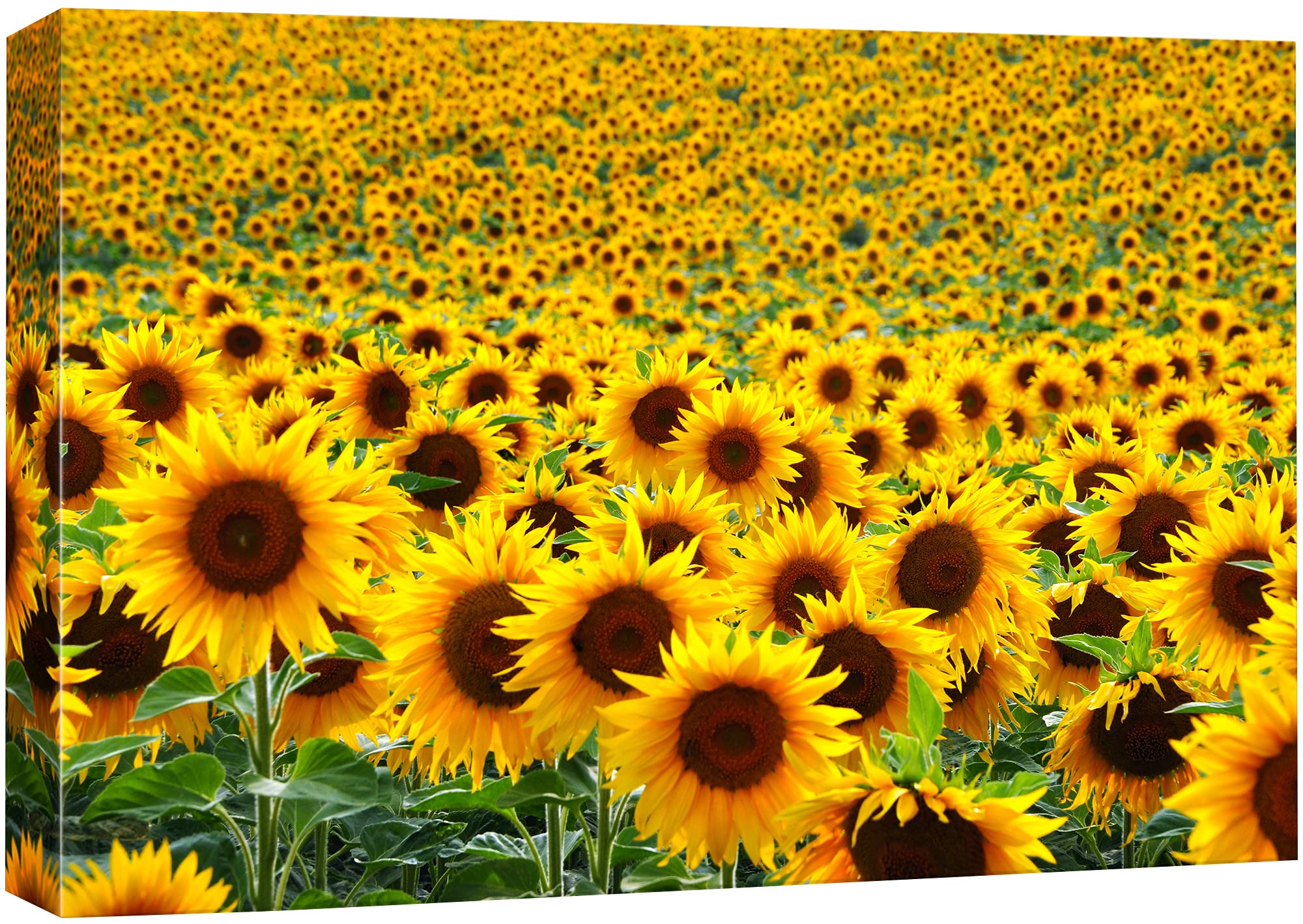 Signford Canvas Print Wall Art Hundreds Of Sunflowers In Field Floral Plants Photography Realism Contemporary Scenic Colorful Mu