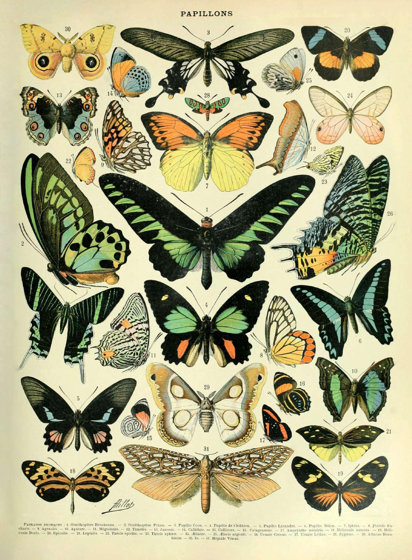 Ovfovy Unframed Paper Vintage Butterflies Poster, Unframed Wall Art Print
