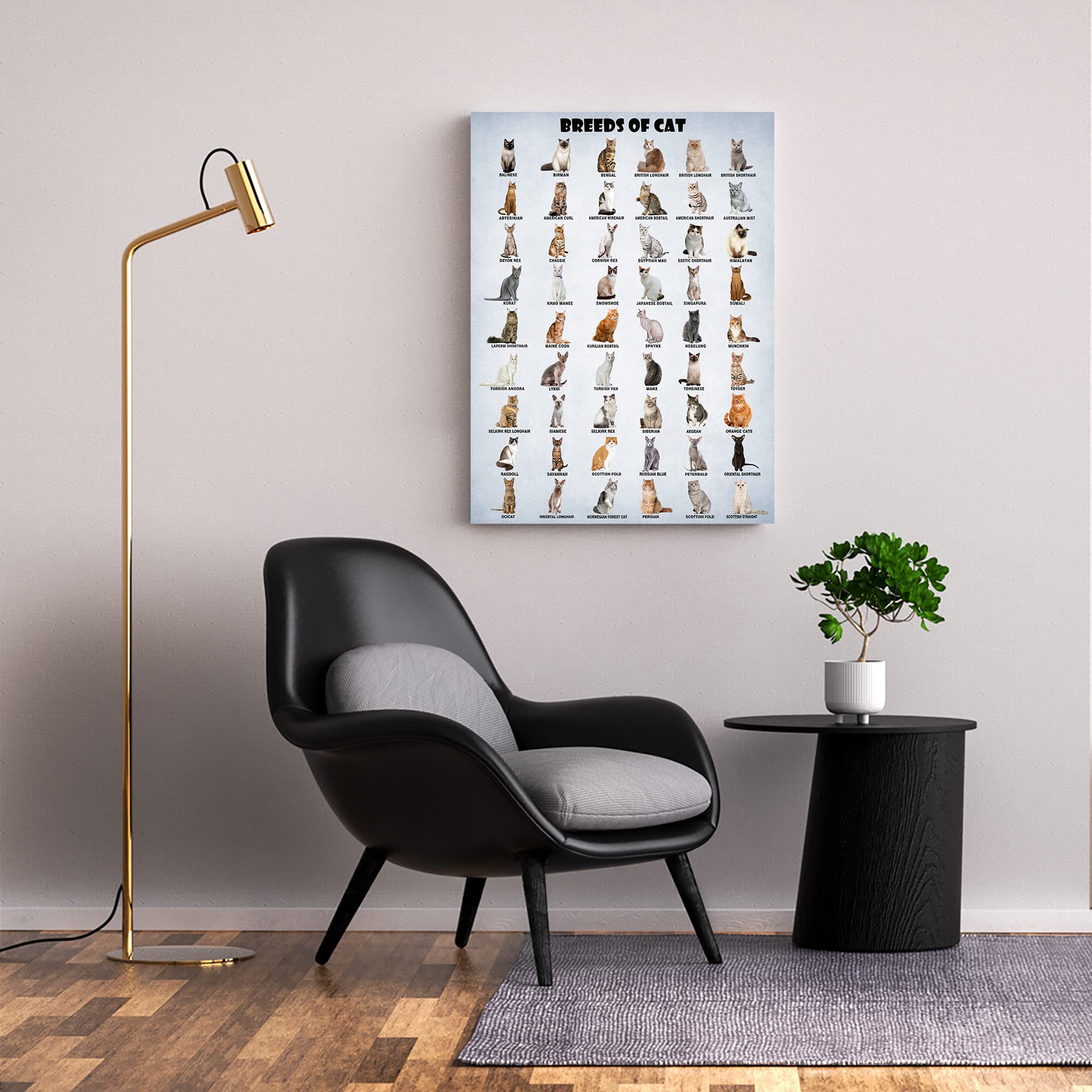Hllnwb Breeds Of Cat Poster Types Of Cat Poster Cat Of The World Funny Cat Lovers Poster (Unframed 16X24Inch)