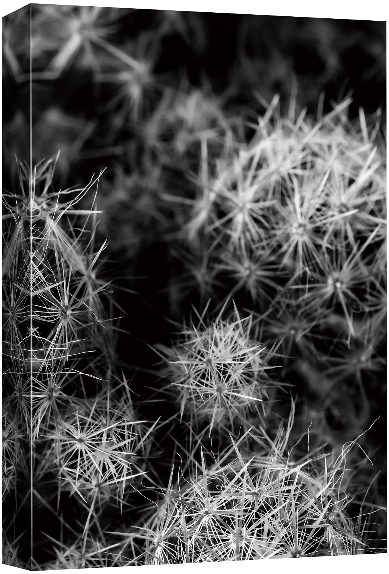 Nwt Canvas Print Wall Art Thimble Cactus Bunch Floral Plants Photography Modern Art Southwest Closeup Dramatic Cool Black And Wh