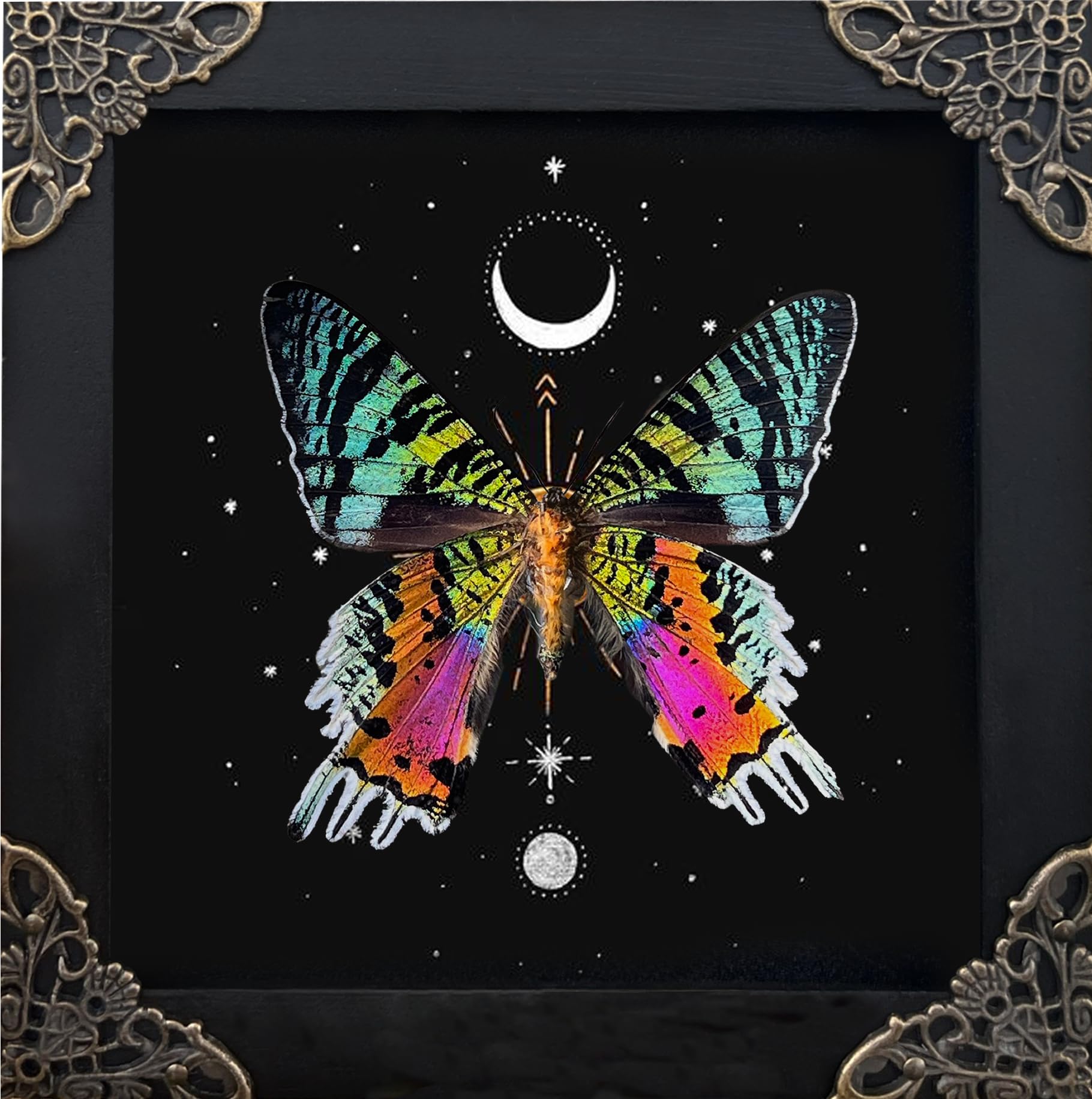 Real Sunset Moth Butterfly Astronomy Taxidermy Victorian Witchy Insect Frame Dried Bug Shadow Box Specimen Room Display Birthday