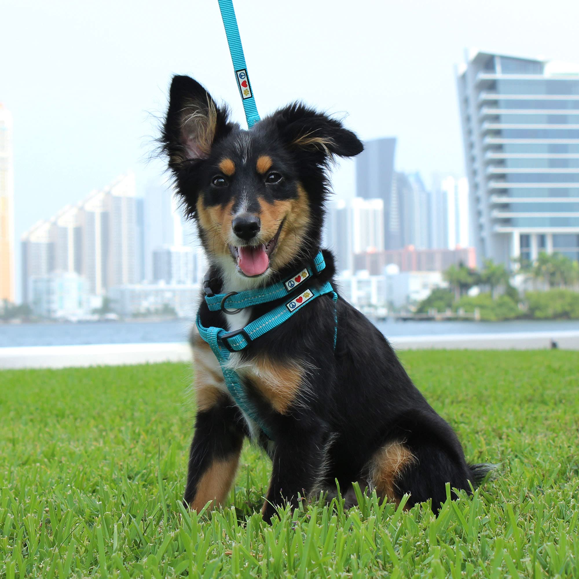 Pawtitas 6 Ft Recycled Dog Leash With Reflective Stitched Thread Stitched On Side Small Reflective Dog Leash Made From Plastic B