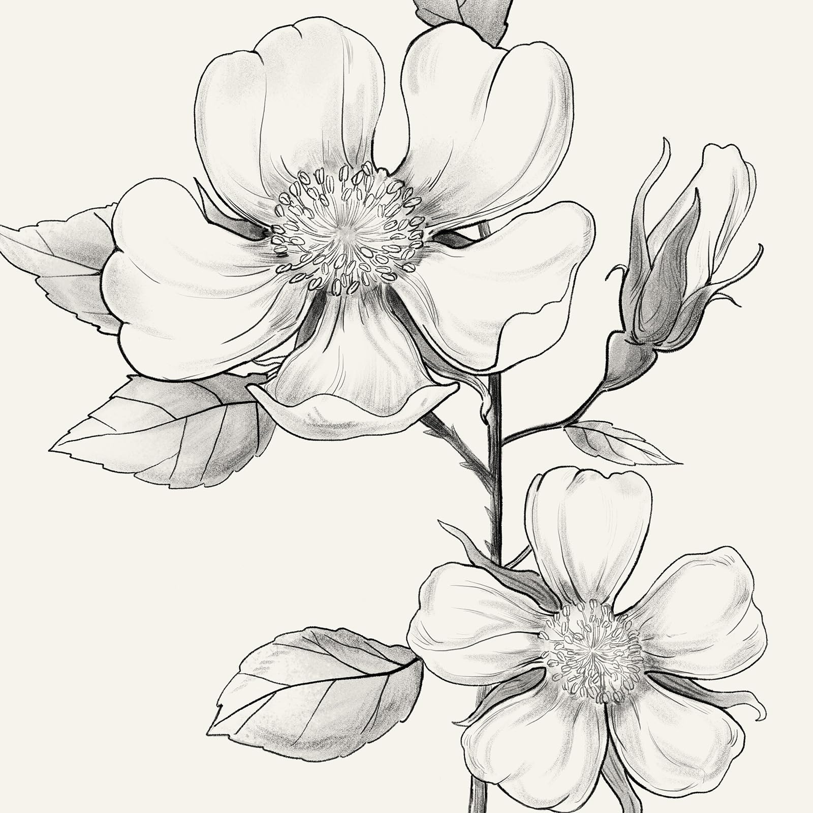 Black And White Floral Wall Art With Black Framed, Set Of 4 Rustic Canvas Paintings Prints Artwork For Walls, Minimalist Flower