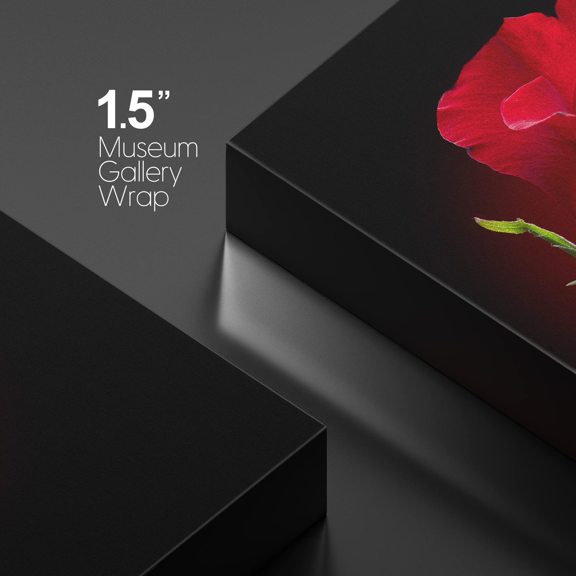 Canvas Prints Wall Art - Closeup Of Red Rose Flower Against Black Background | Modern Wall Decor/Home Decoration Stretched Galle