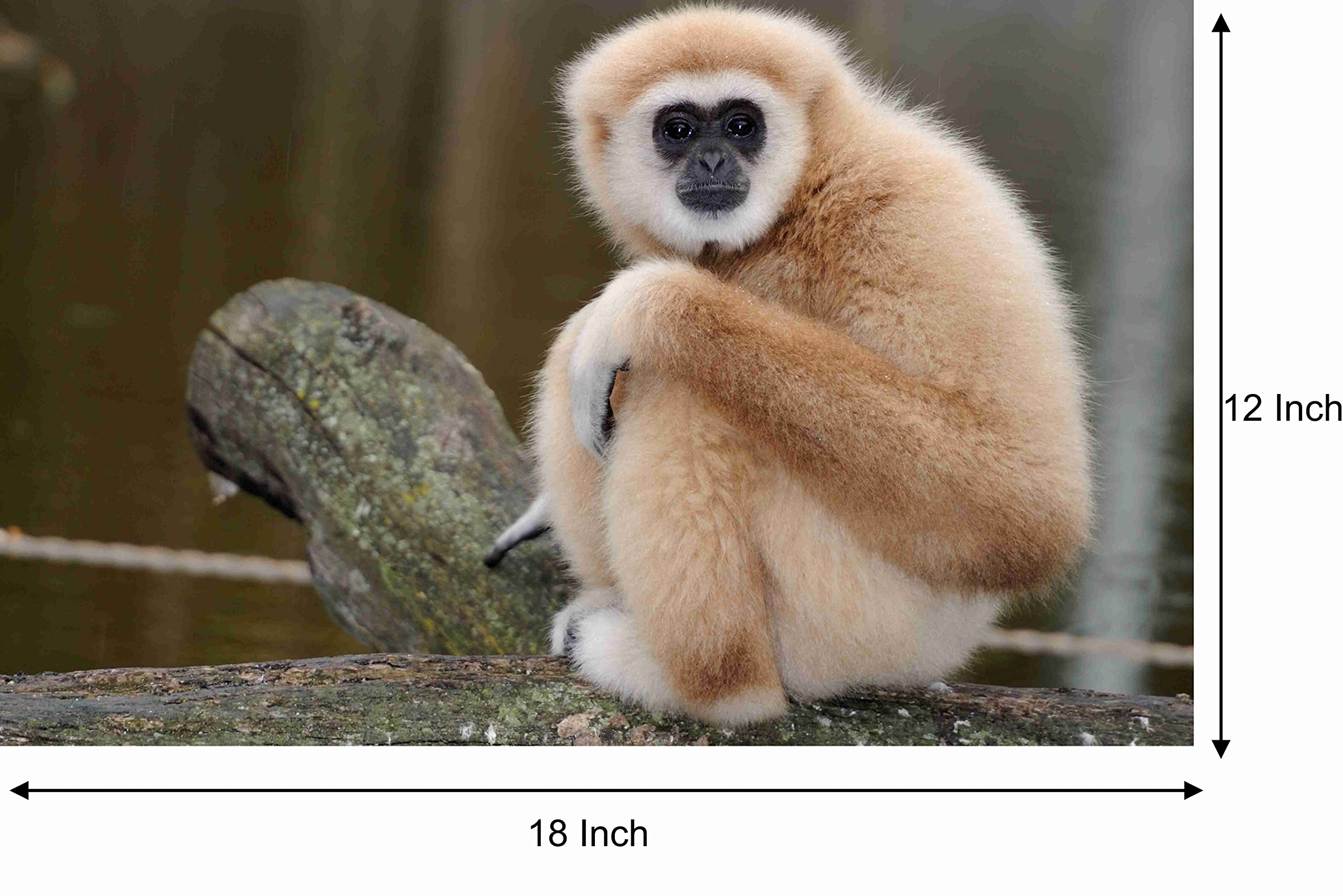 Baldau Prints Monkey Langur Photo Wall Poster For Room (Gloss Laminated, 12X18 Inch, 300 Gsm) F-327
