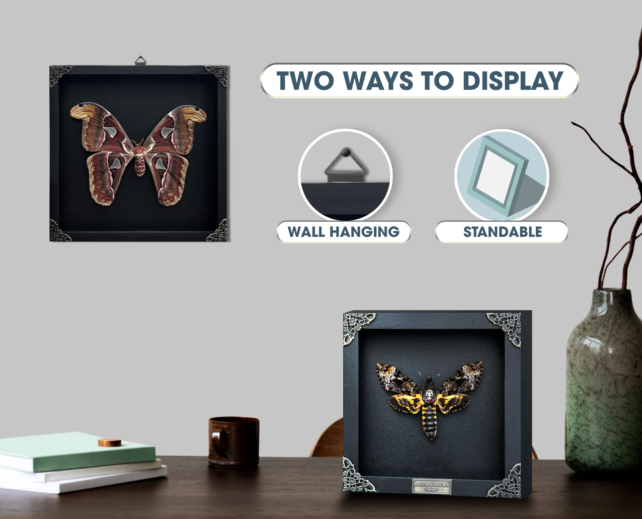 Real Framed Attacus Atlas Moth Butterfly Dead Insect Dried Bug Lover Shadow Box Taxidermy Collectables Specimen Tabletop Wall Ro