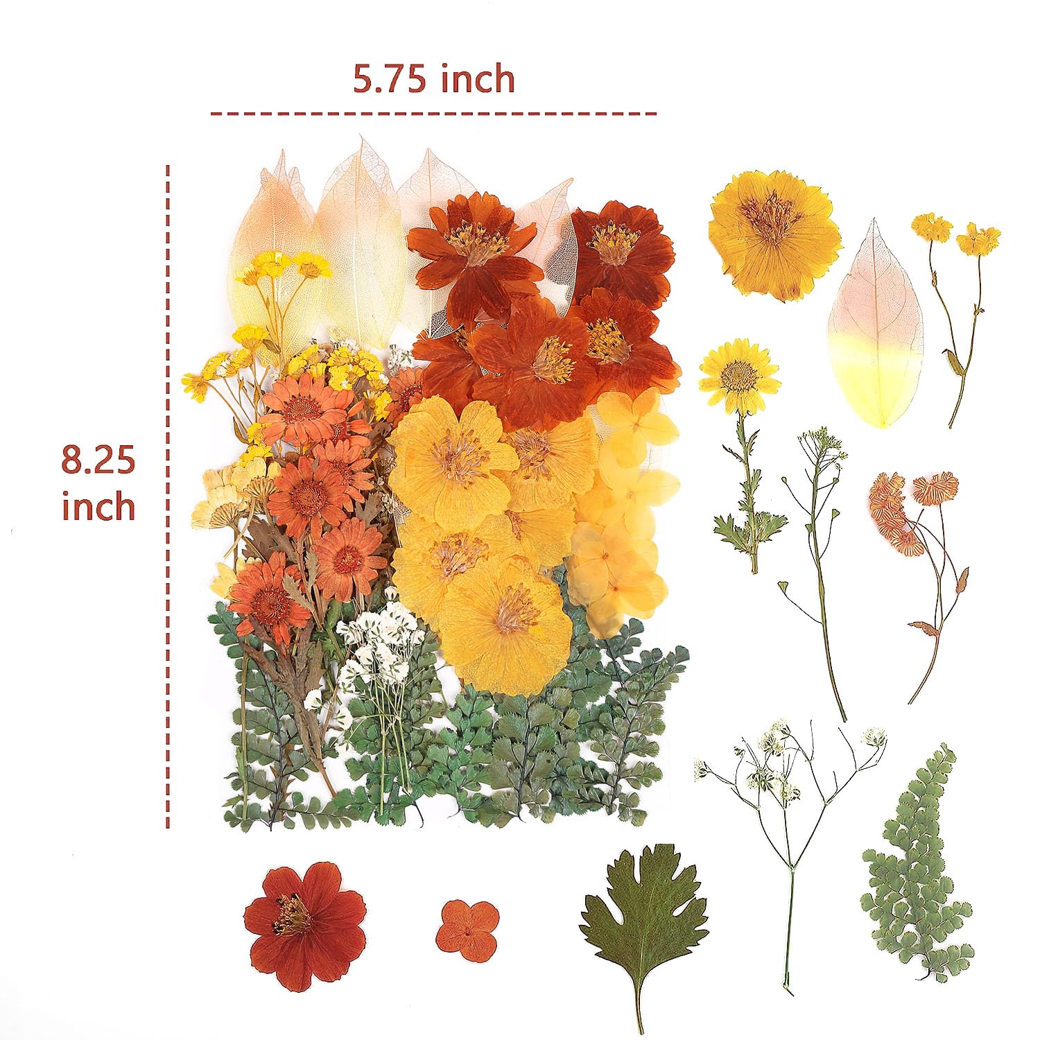 100 Pcs Real Dried Pressed Flowers Leaves Natural Plant Herbarium For Diy Resin Mold Jewelry Making Craft (20 Styles)-Fall Yello