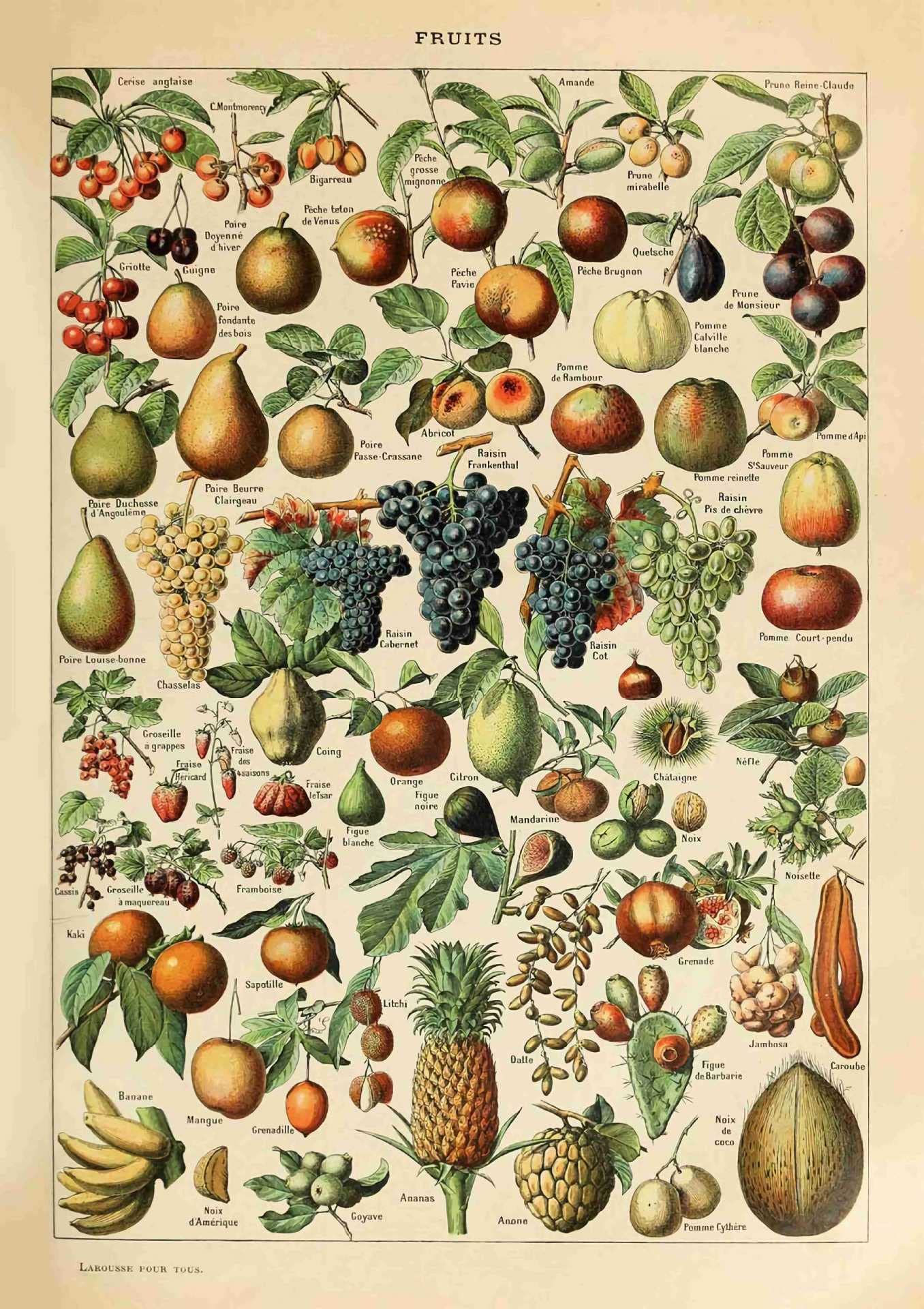 Ovfovy Unframed Paper Vintage Fuits Poster, Unframed Wall Art Print