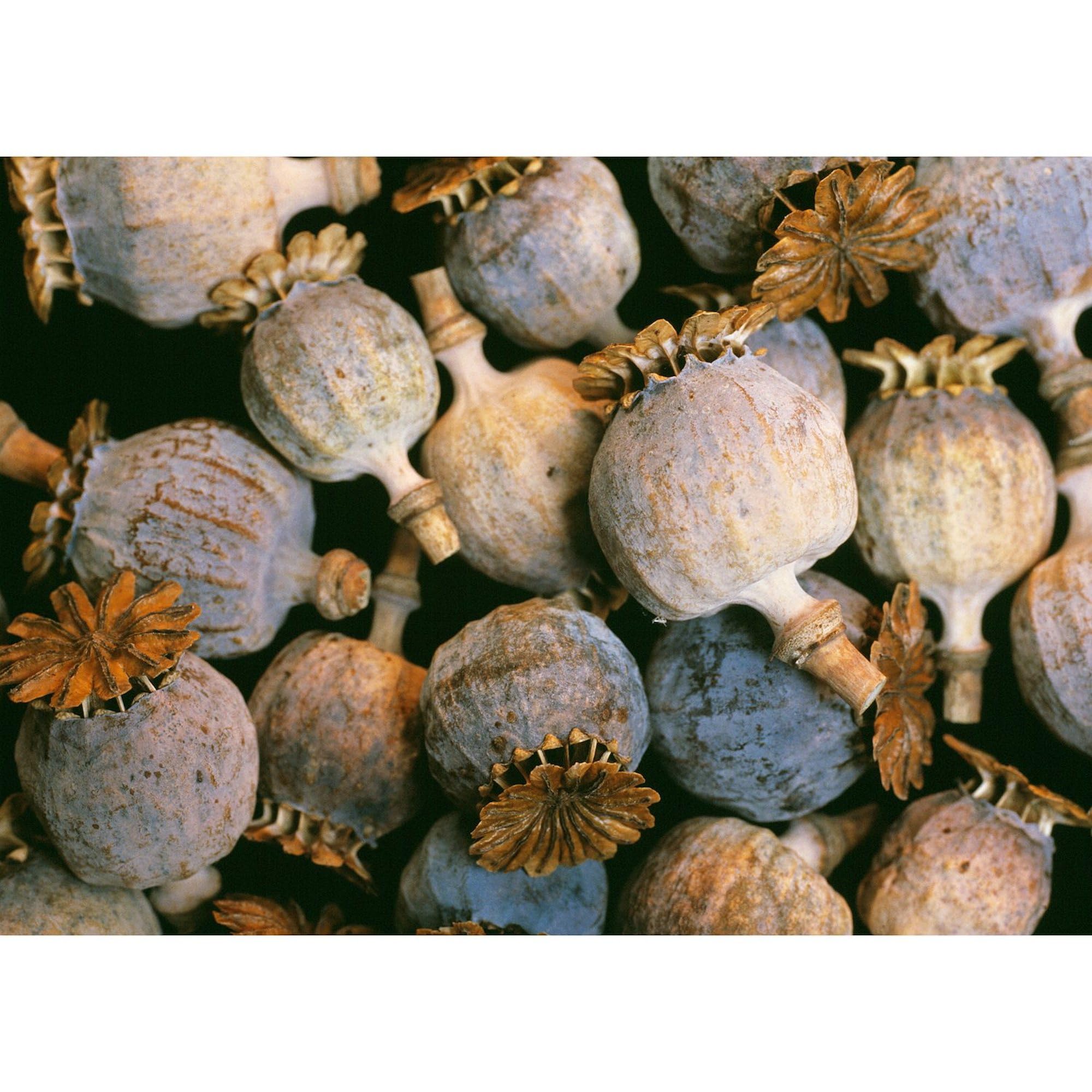 Cafepress Dried Opium Poppies Rectangle Magnet, 3''X2'' Refrigerator Magnet