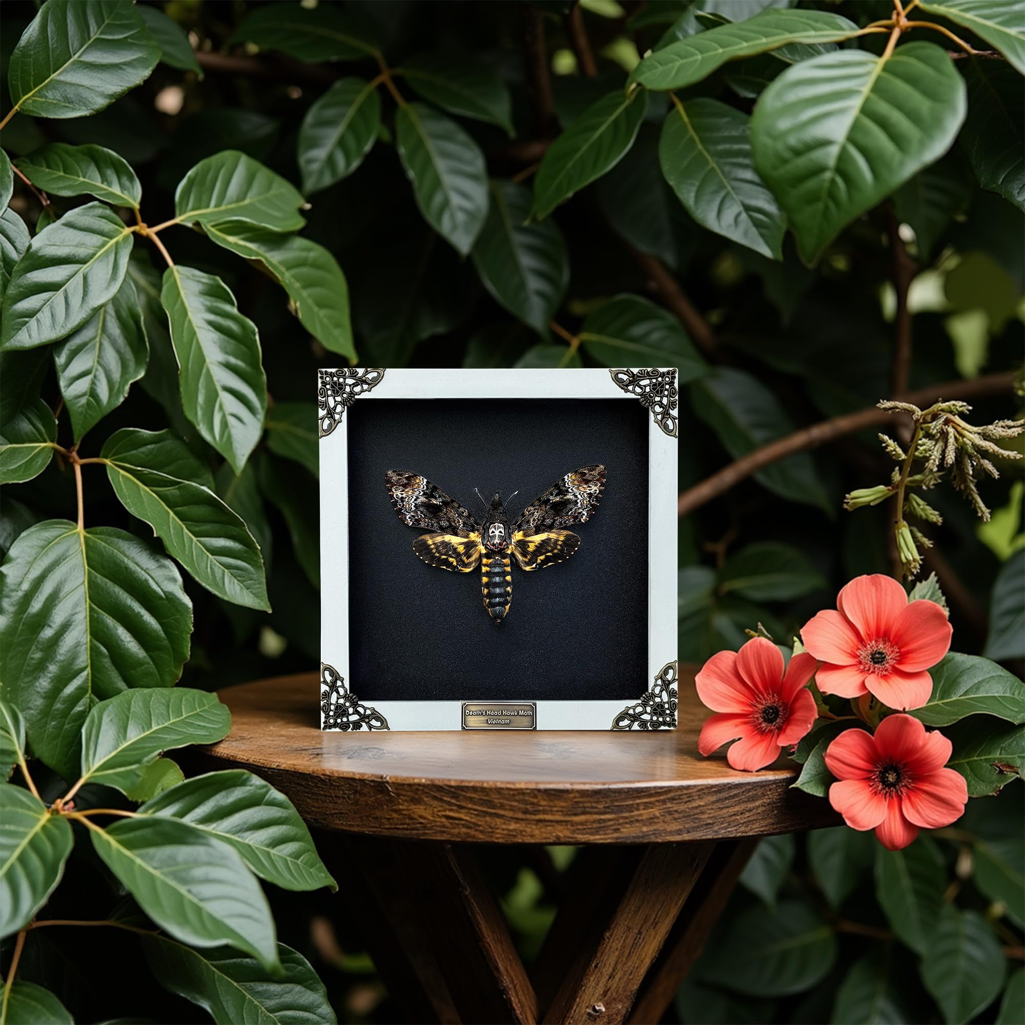 Real Death Head Moth White Frame Gothic Decor Taxidermy Gift Entomology Oddity Curiosities Spooky Shadow Box Display Hanging Dis