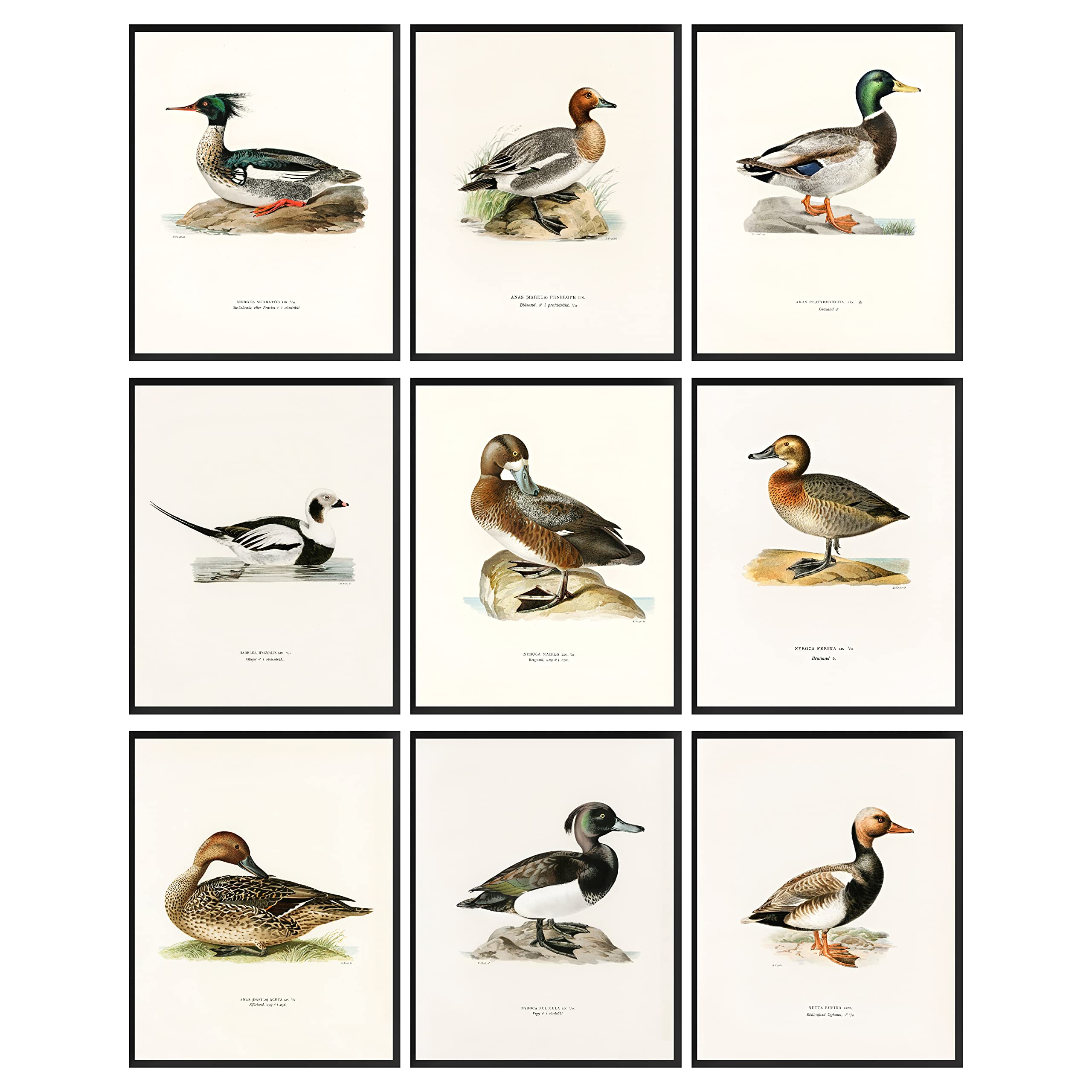 97 Decor Mallard Duck Decor - Duck Decorations For Home, Mallard Duck Pictures Wall Decor, Vintage Waterfowl Print Bird Hunting