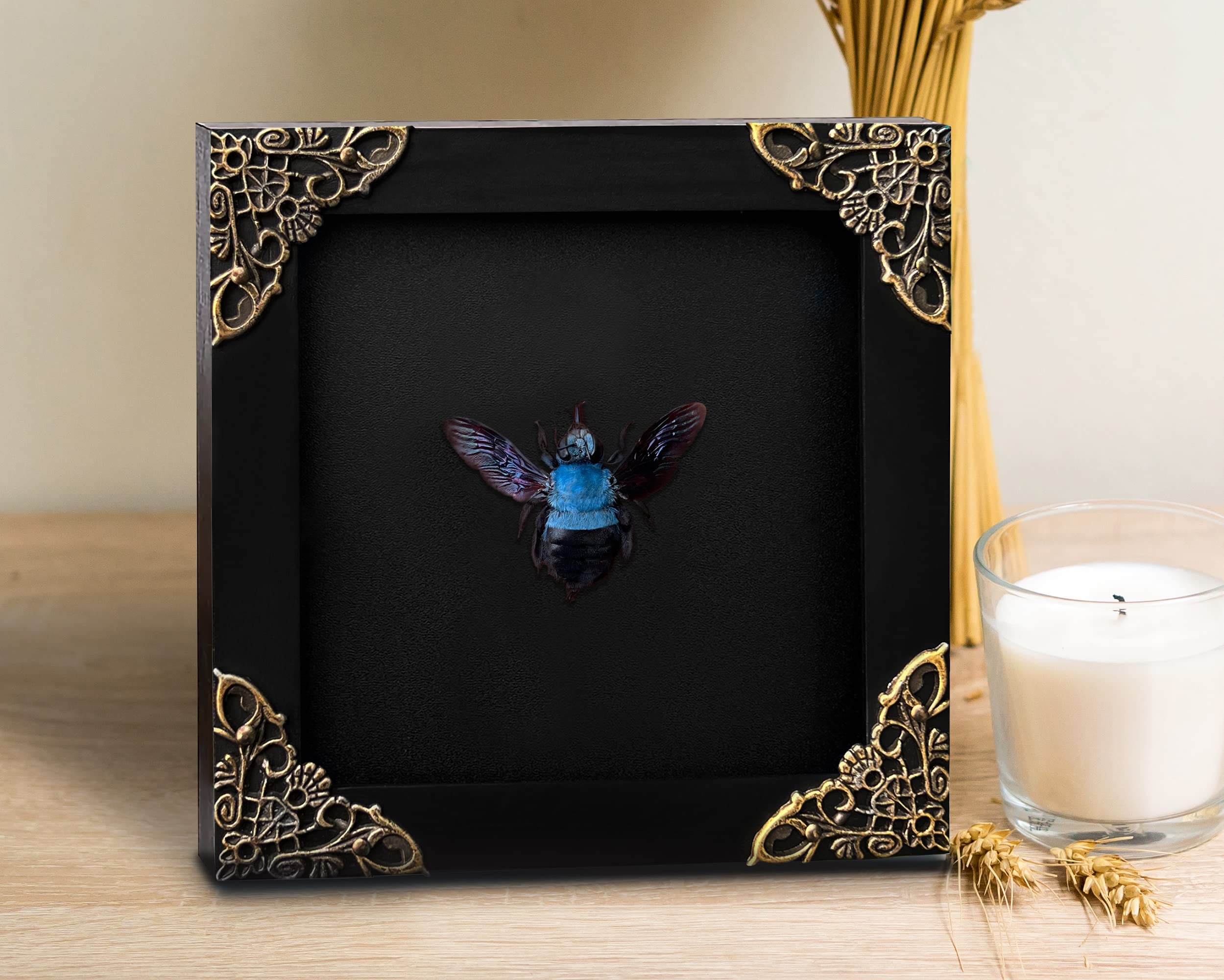 Real Framed Blue Carpenter Bee Dead Dried Bug Shadow Box Black Wooden Frame Taxidermy Bumblebee Specimen Display Oddity Tabletop