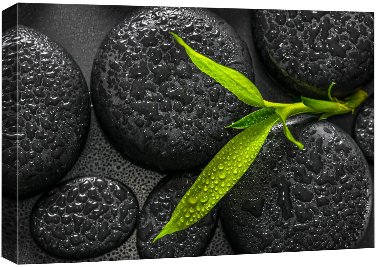 Wall26 Canvas Print Wall Art Sprouting Green Plant Over Dark Black Stones Floral Nature Photography Realism Bohemian Scenic Rela
