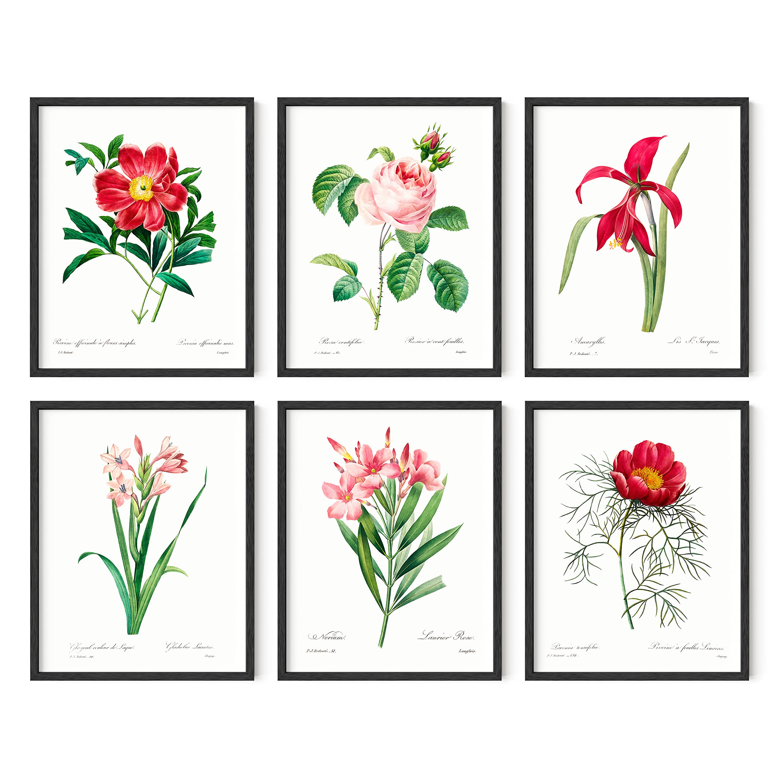 Haus And Hues Vintage Flower Posters And Prints - Set Of 6 Wildflower Wall Art Botanical Print Set | Plant Poster Vintage Floral