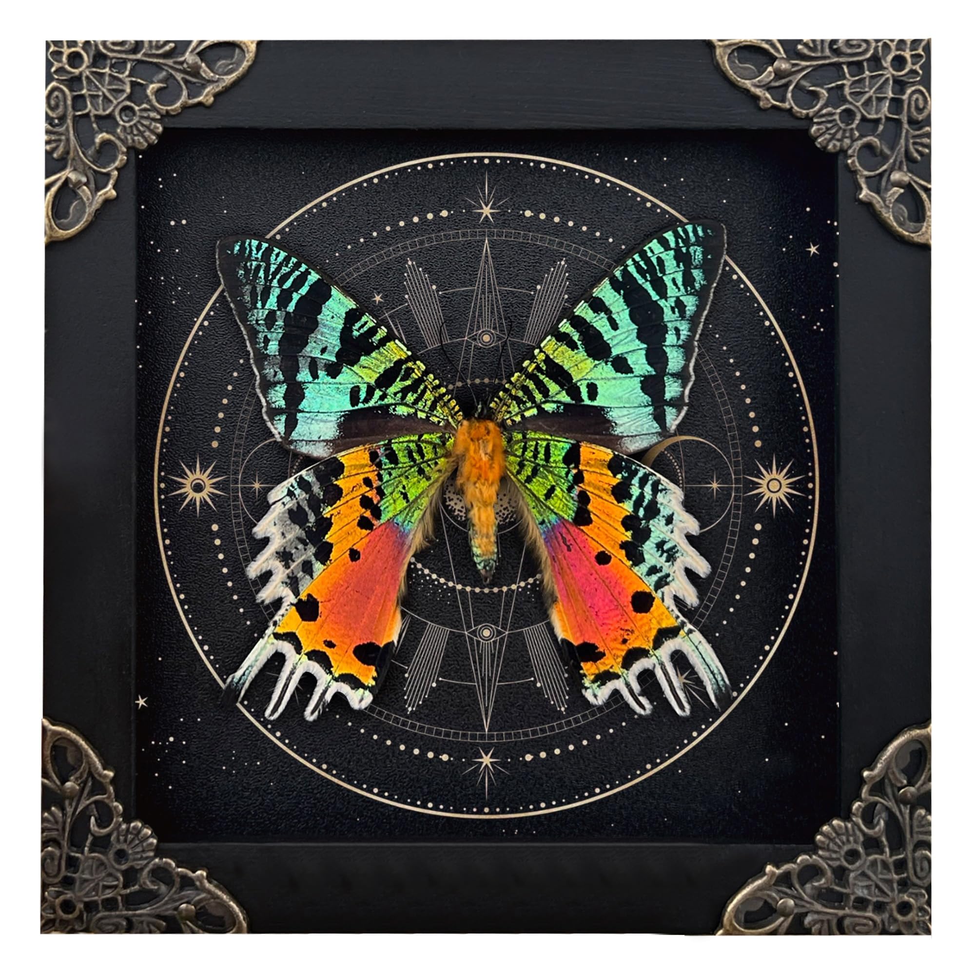 Real Sunset Moth Butterfly Taxidermy Victorian Witchy Insect Frame Dried Bug Shadow Box Specimen Room Display Gift Wall Hanging 