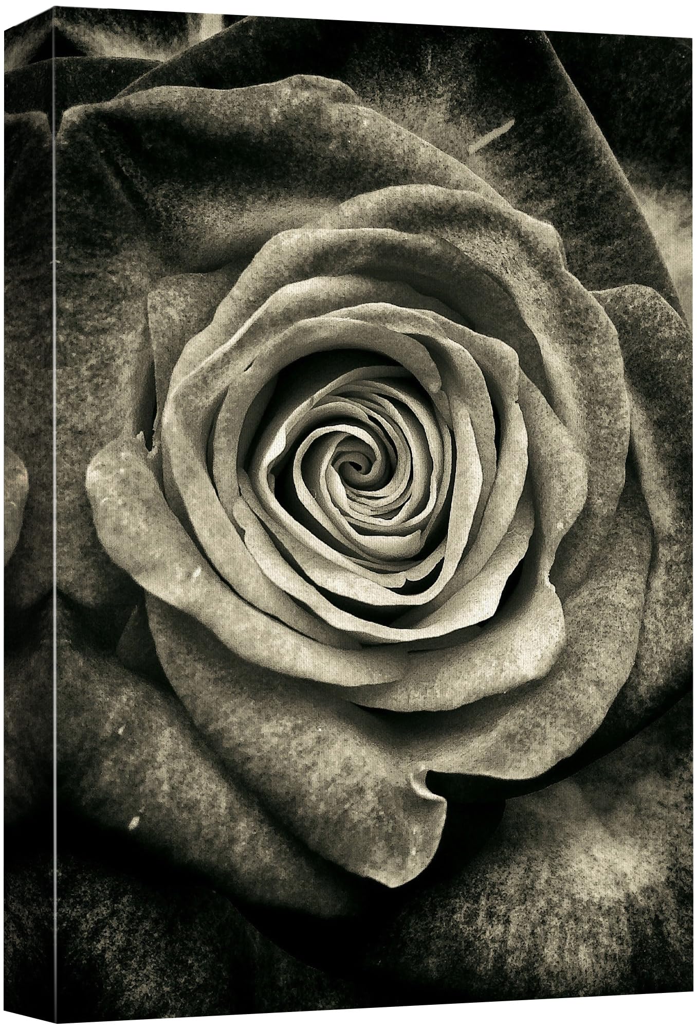 Wall26 Canvas Print Wall Art Elegant Monochrome Rose Timeless Floral Nature Wilderness Photography Modern Art Decorative Country