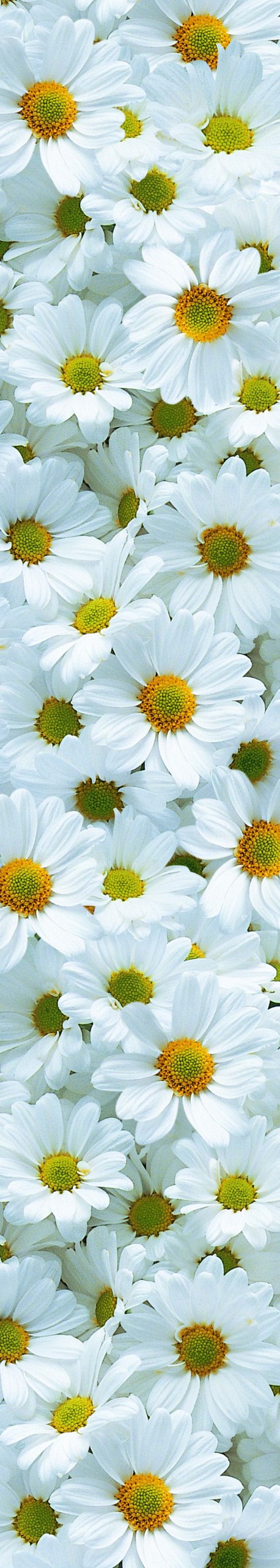 Ideal D  Cor Dm74520 Daisy Meadow 18.5-Inch-By-105.5-Inch Wall Stripe