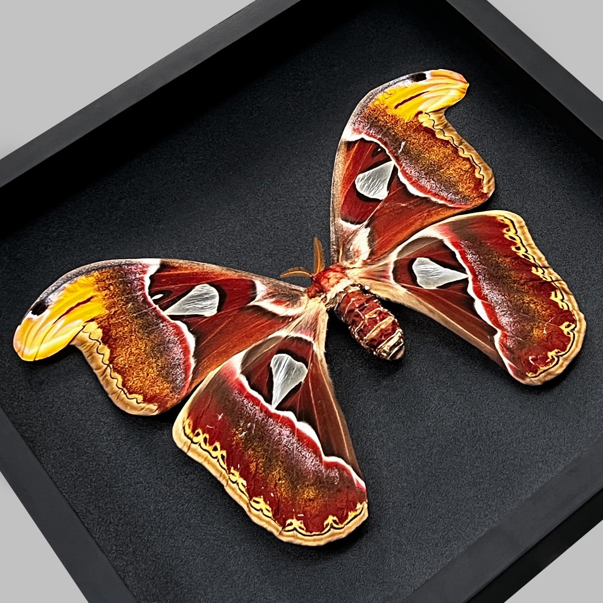 Real Atlas Moth Butterfly Frame Insect Lover Black Frame Shadow Box Taxidermy Specimen Room Decor Wall Hanging Tabletop Home Art
