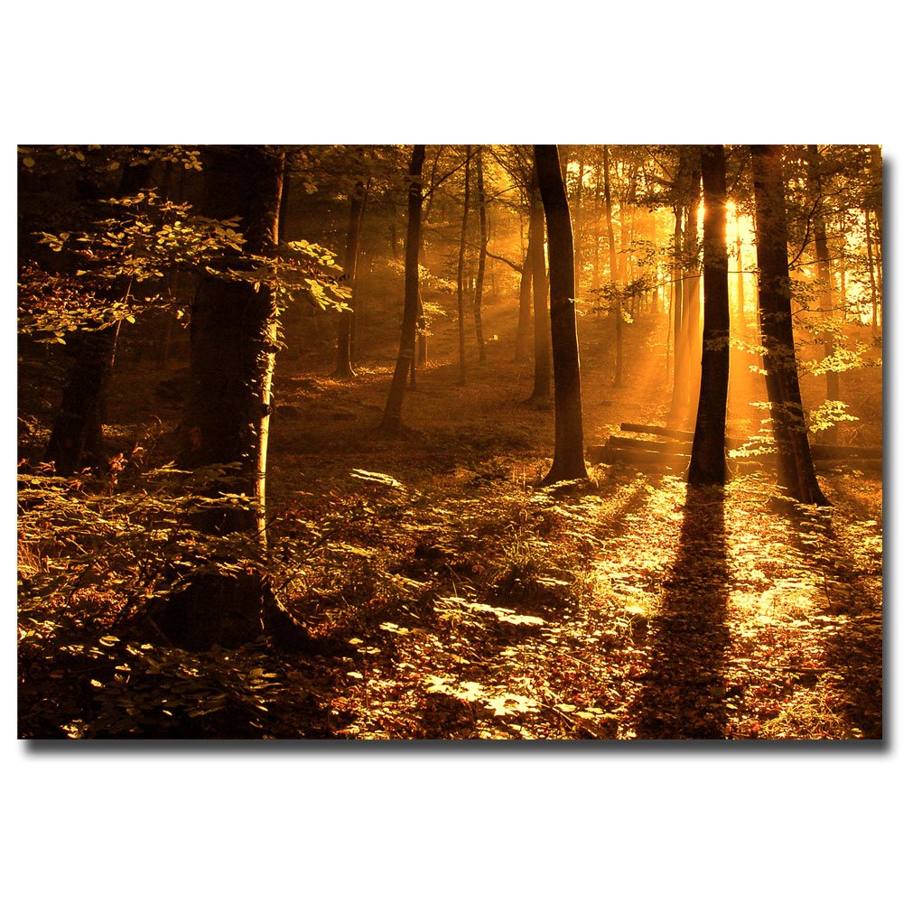 Morning Light By Philippe Sainte-Laudy, 22X32-Inch Canvas Wall Art
