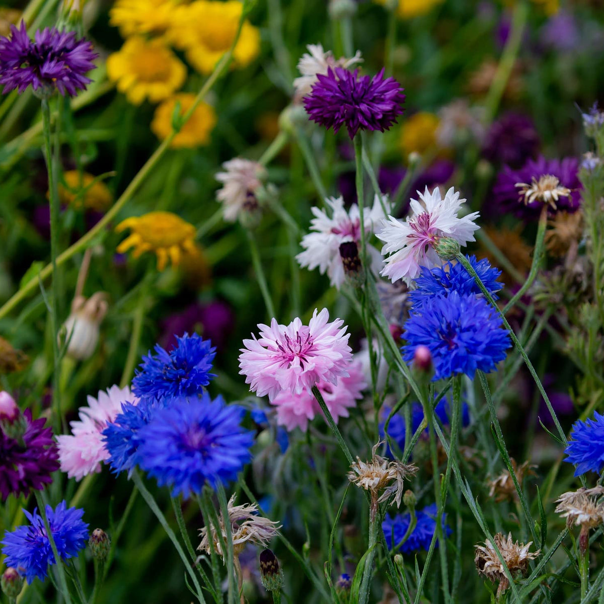 Set Of 200 Assorted Flower Seed Packets Flower Seeds In Bulk - 20 Vari ...