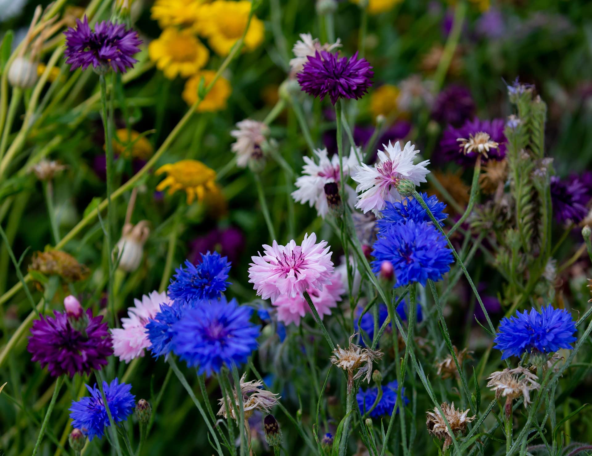 Set Of 200 Assorted Flower Seed Packets Flower Seeds In Bulk - 20 Varieties Available