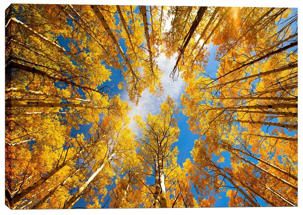 Epic Graffiti 'Towering Aspens' By Darren White, Canvas Wall Art, 12'' X 18''