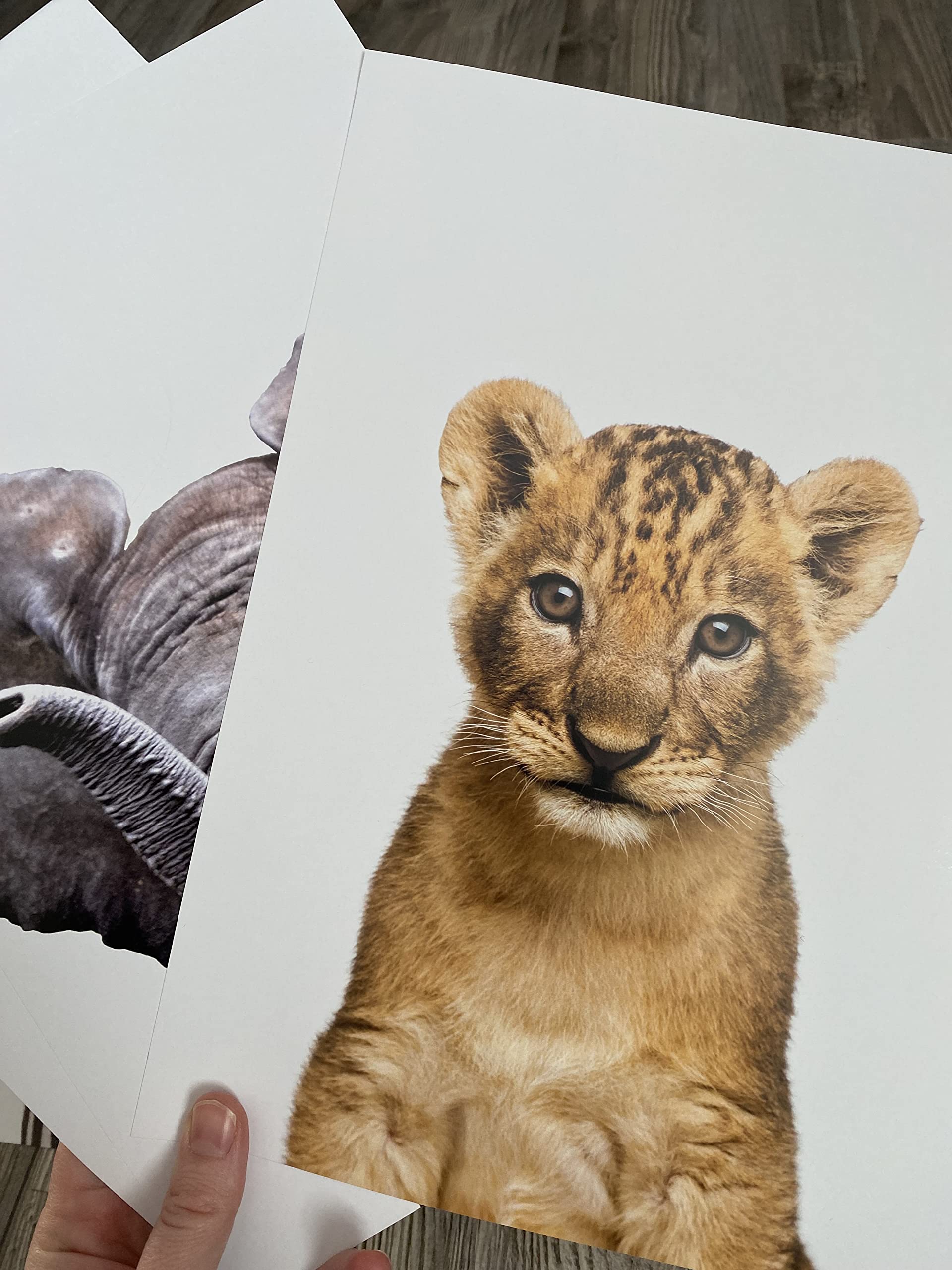 Realistic Baby Safari Animals Set Of 3 Girl Or Boy Unframed Nursery Prints, Bedroom Playroom Jungle Decor Wall Art Posters, Gira