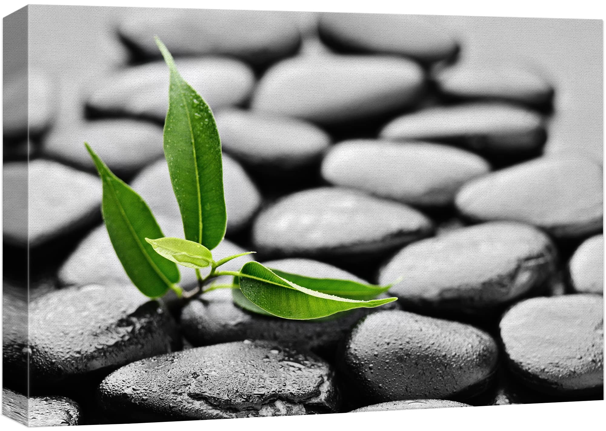 Wall26 Canvas Print Wall Art Zen Meditation Black Beach Pebble Green Forest Plant Nature Wilderness Photography Realism Rustic L