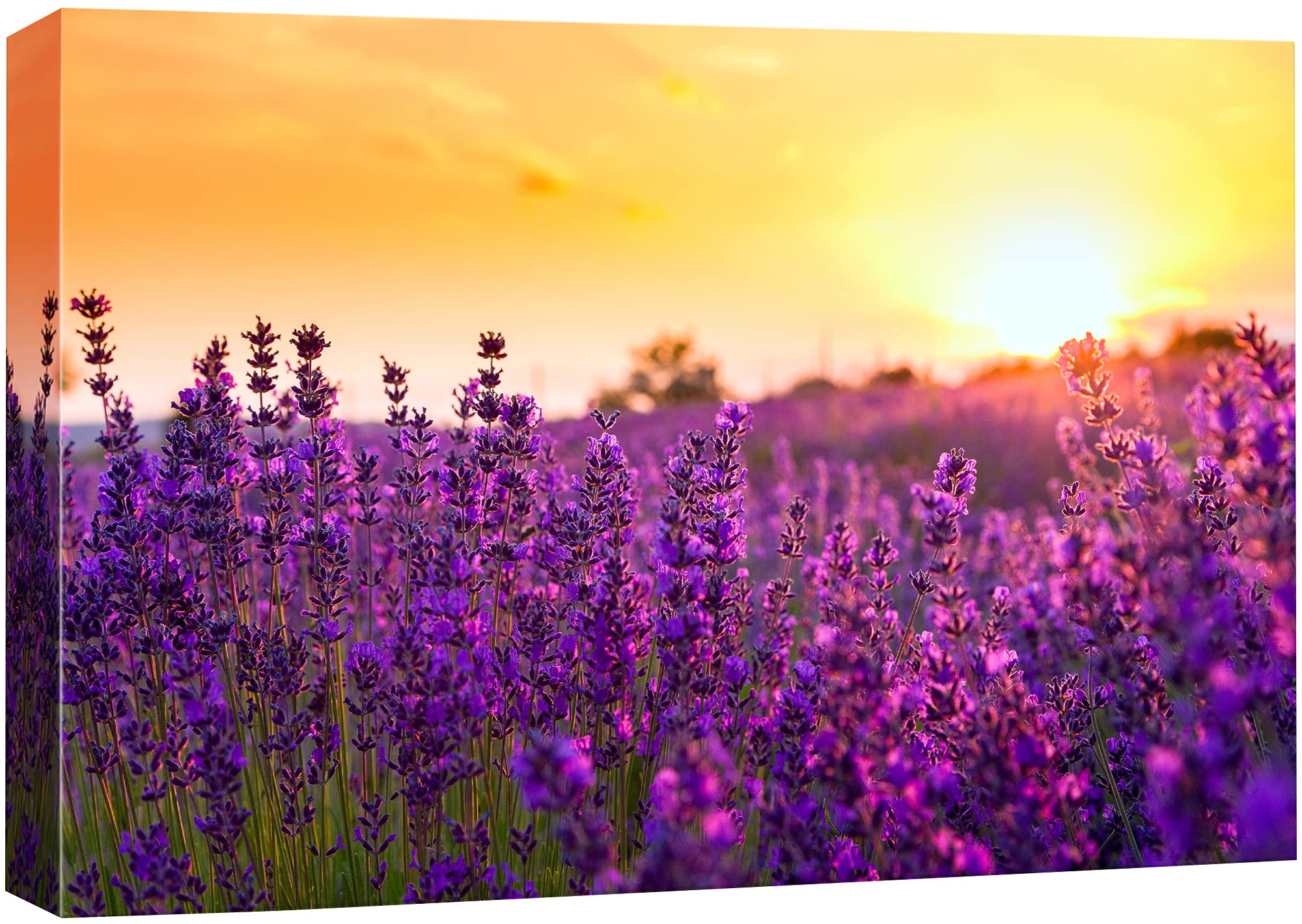Signford Canvas Print Wall Art Lavender Flower Field At Sunset Floral Plants Photography Modern Art Rustic Landscape Multicolor