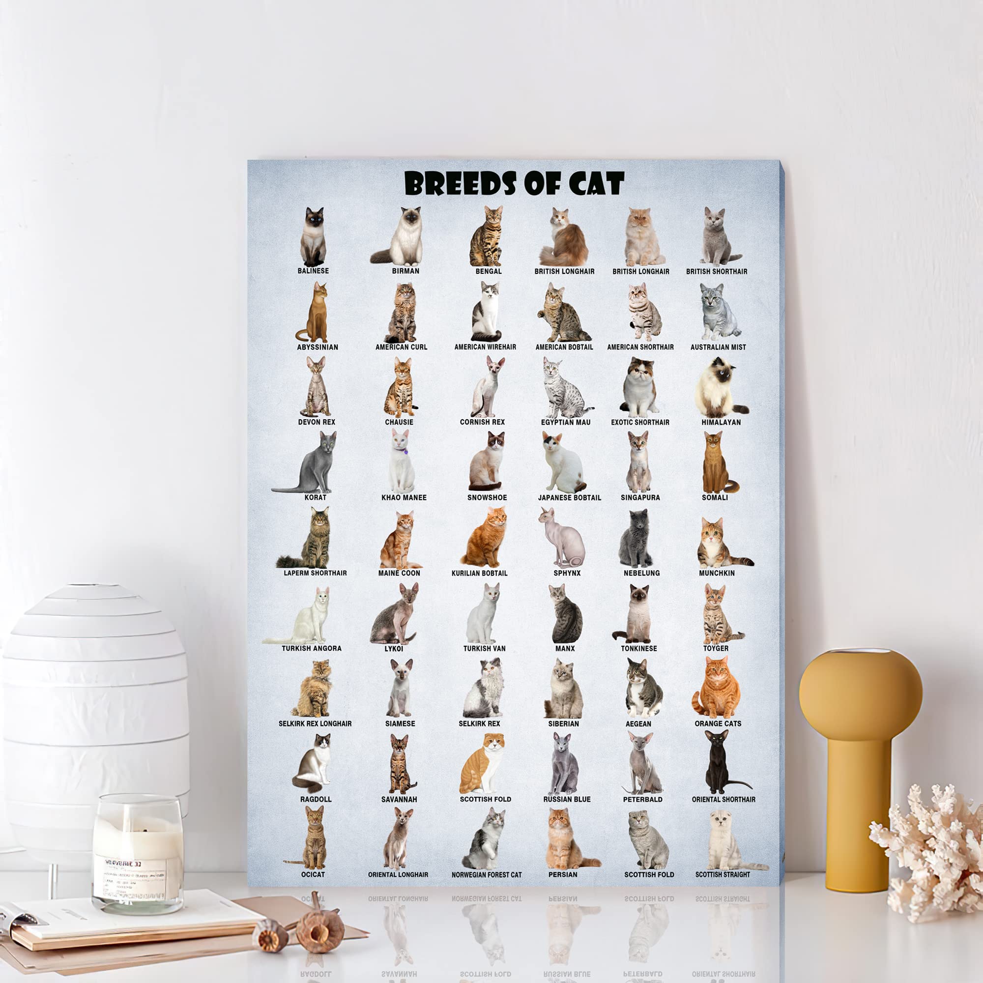 Hllnwb Breeds Of Cat Poster Types Of Cat Poster Cat Of The World Funny Cat Lovers Poster (Unframed 16X24Inch)