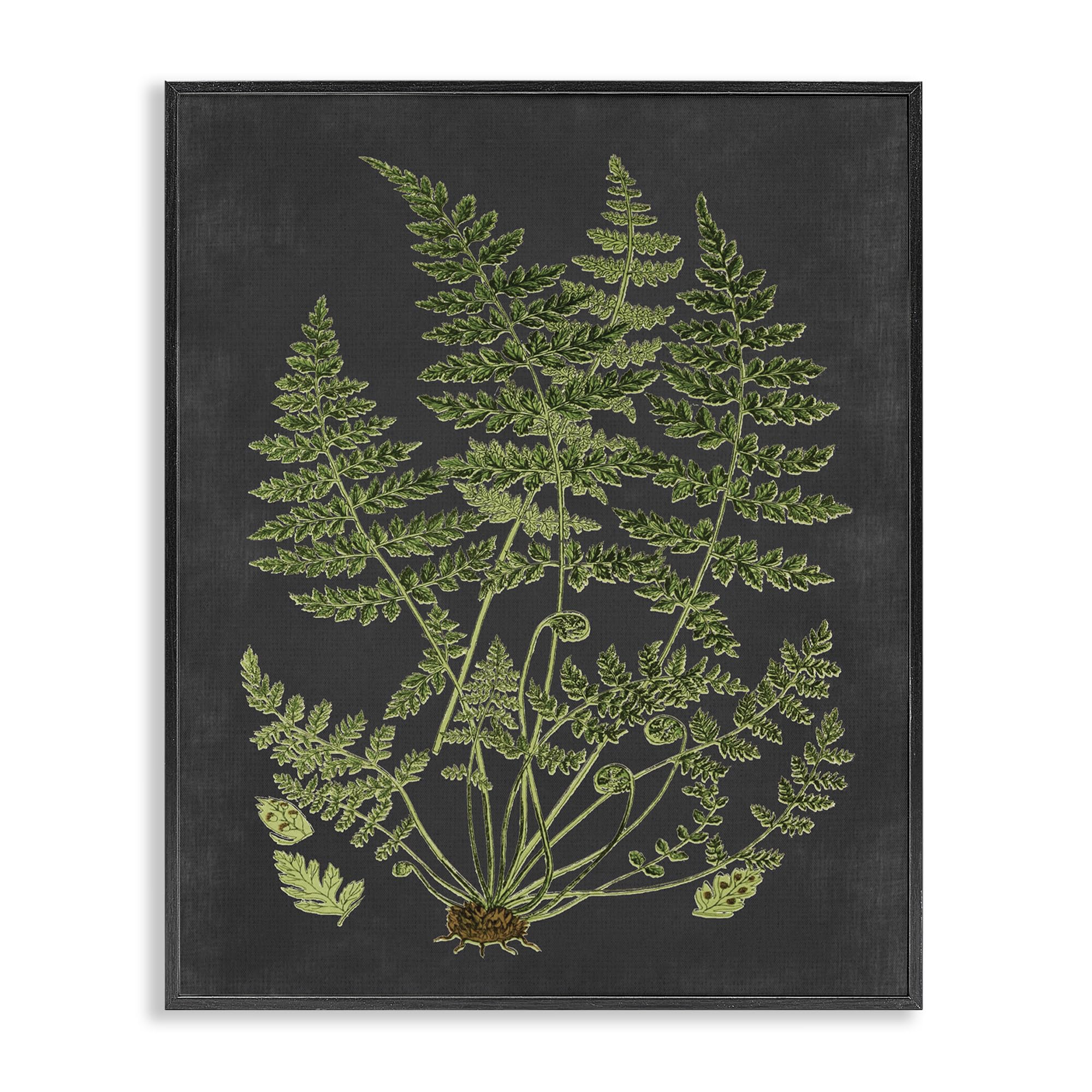 Stupell Industries Botanical Drawing Green Black Design Canvas