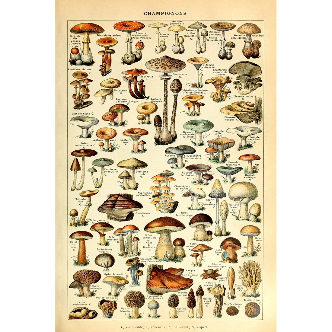 Meishe Art Vintage Poster Print Mushrooms Champignons Identification Reference Chart Diagram Illustration Botanical Educational