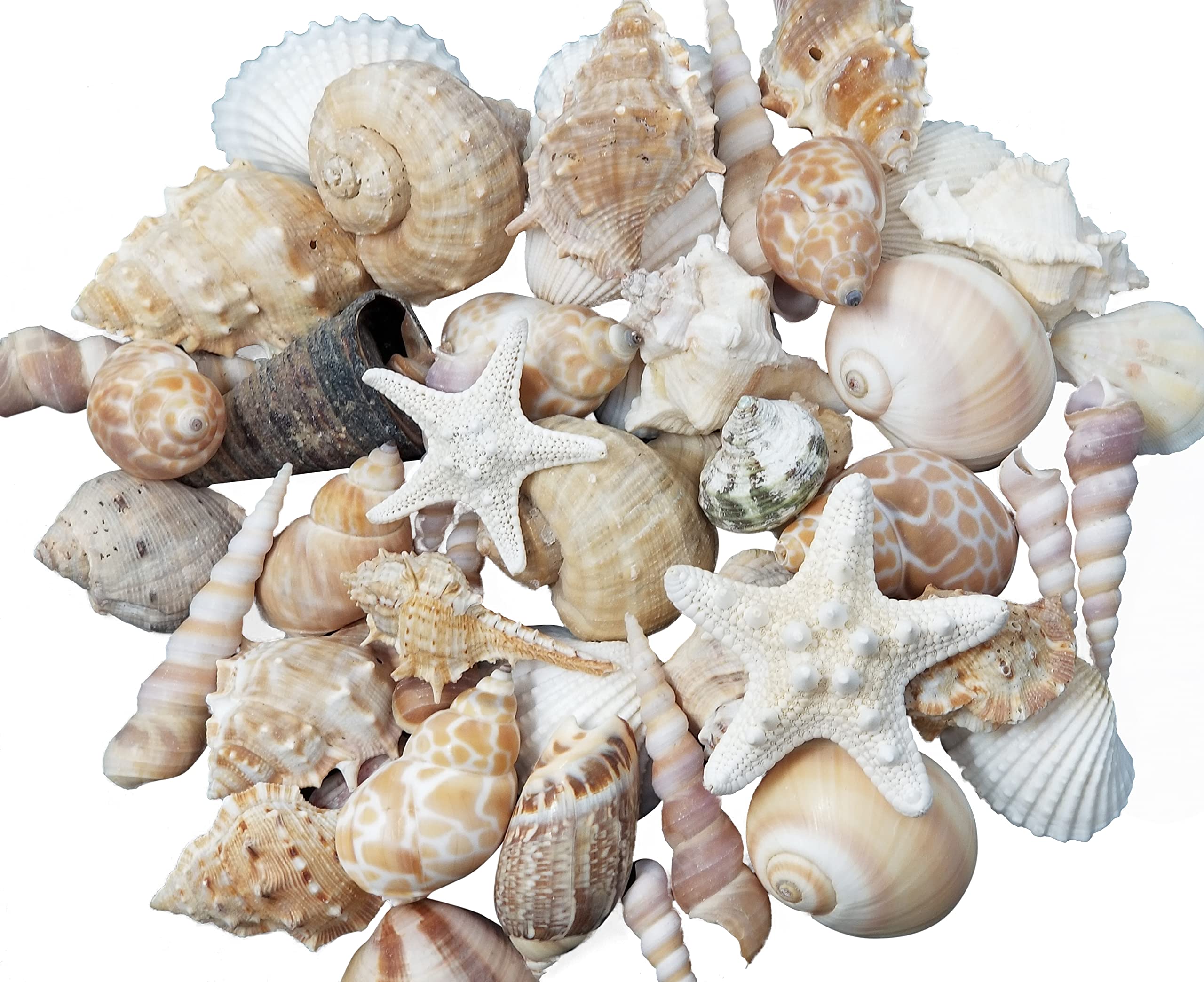 Tumbler Home Medium Sized Shells in a Delightful Mix of Whites, Tans and Pinks | 1 Pound | Perfect for Crafts, Beach Home Decor,