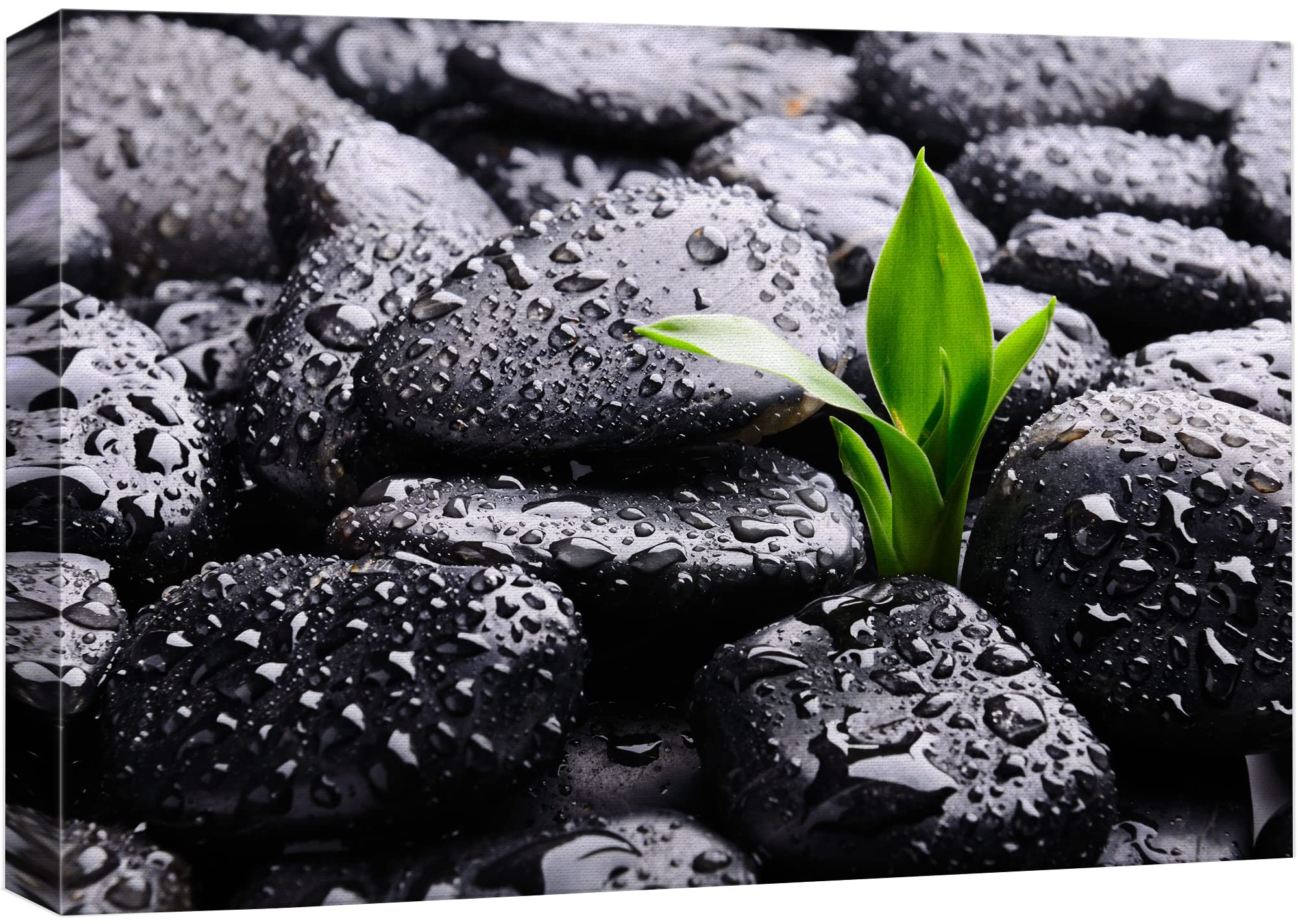Wall26 Canvas Print Wall Art Raindrops On Black Rocks With Sprouting Plant Floral Nature Photography Realism Bohemian Scenic Rel