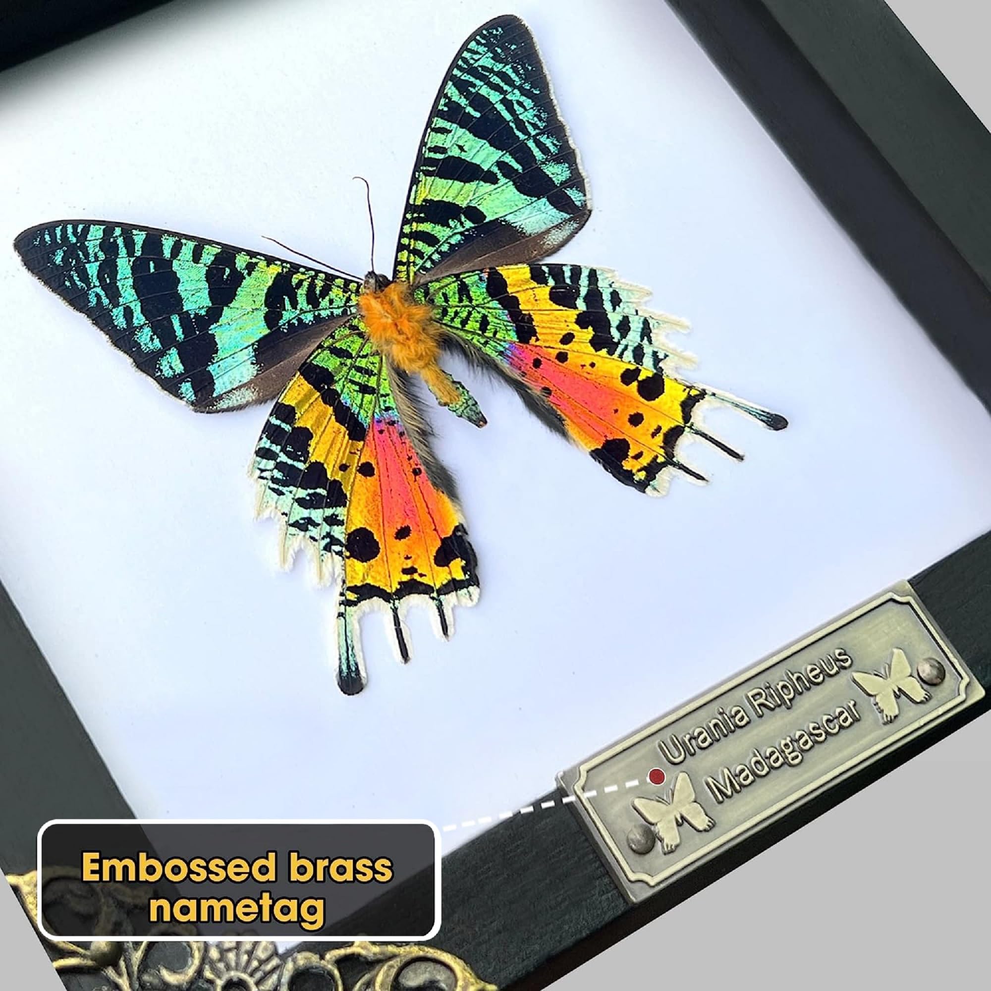 Real Framed Sunset Moth Dead Insect Dried Butterfly Handmade Shadow Box White Frame Nametag Taxidermy Specimen Display Oddity Ta