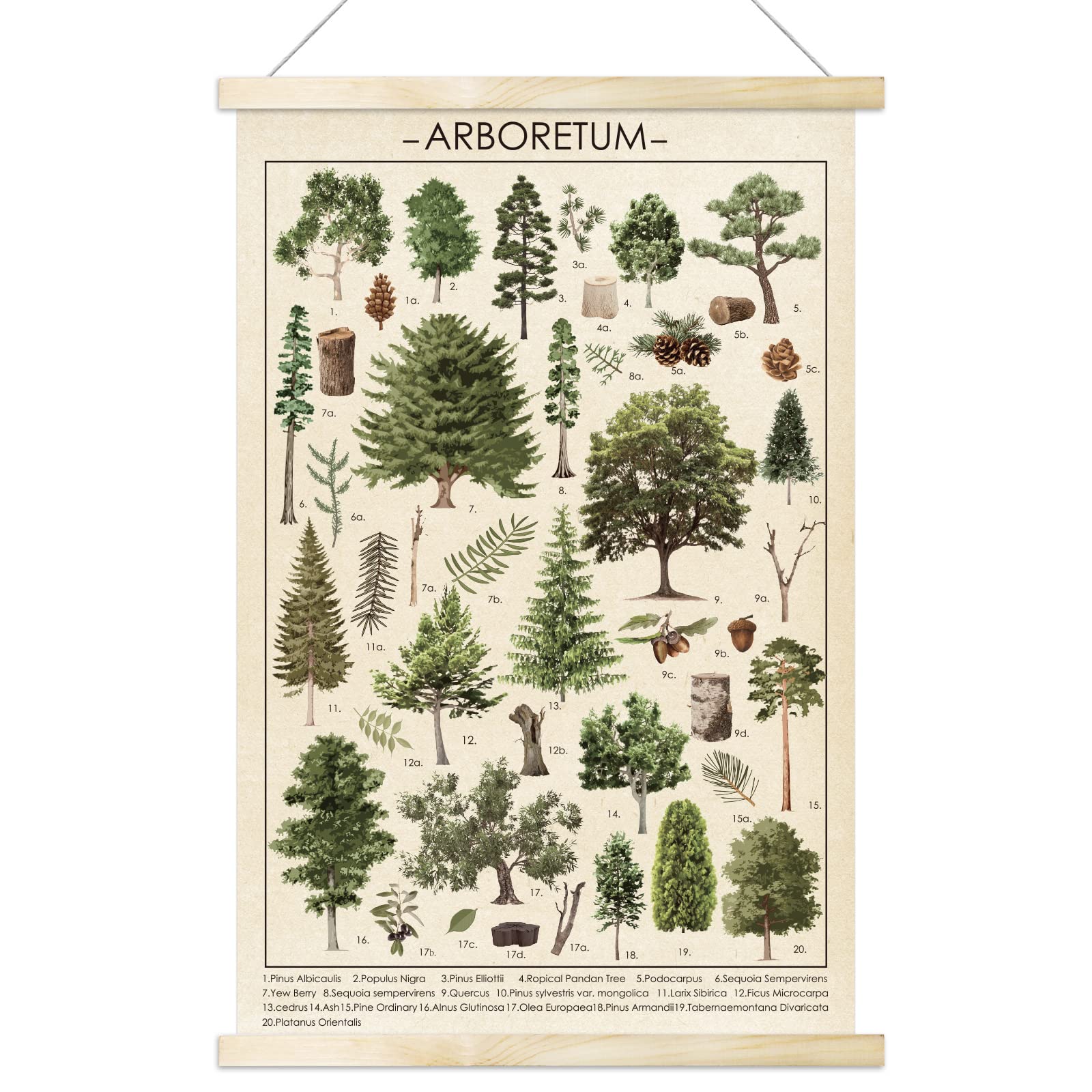 Tevxj Vintage Tree Poster Plant Wall Art Prints Rustic Style Of Arboretum Wall Hanging Illustrative Reference Chart Poster For L