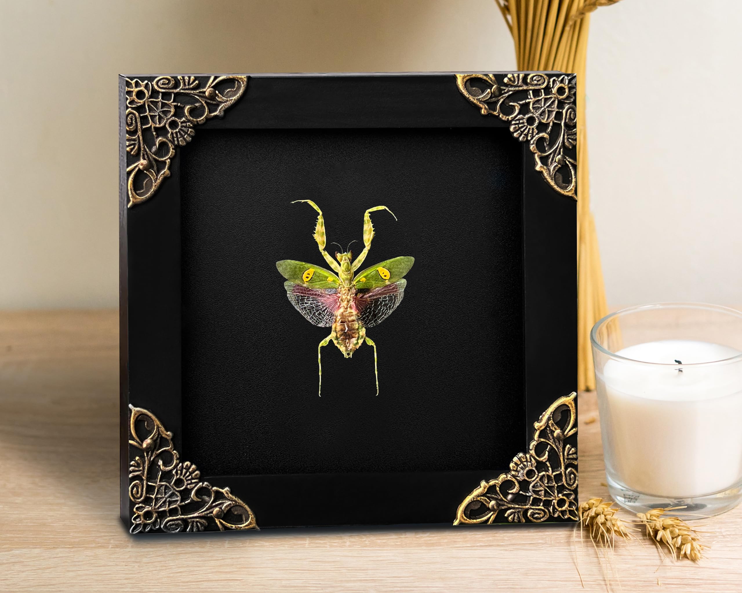 Real Framed Flower Mantis Dead Insect Dried Green Beetle Shadow Box Black Frame Taxidermy Bug Specimen Display Oddity Tabletop S