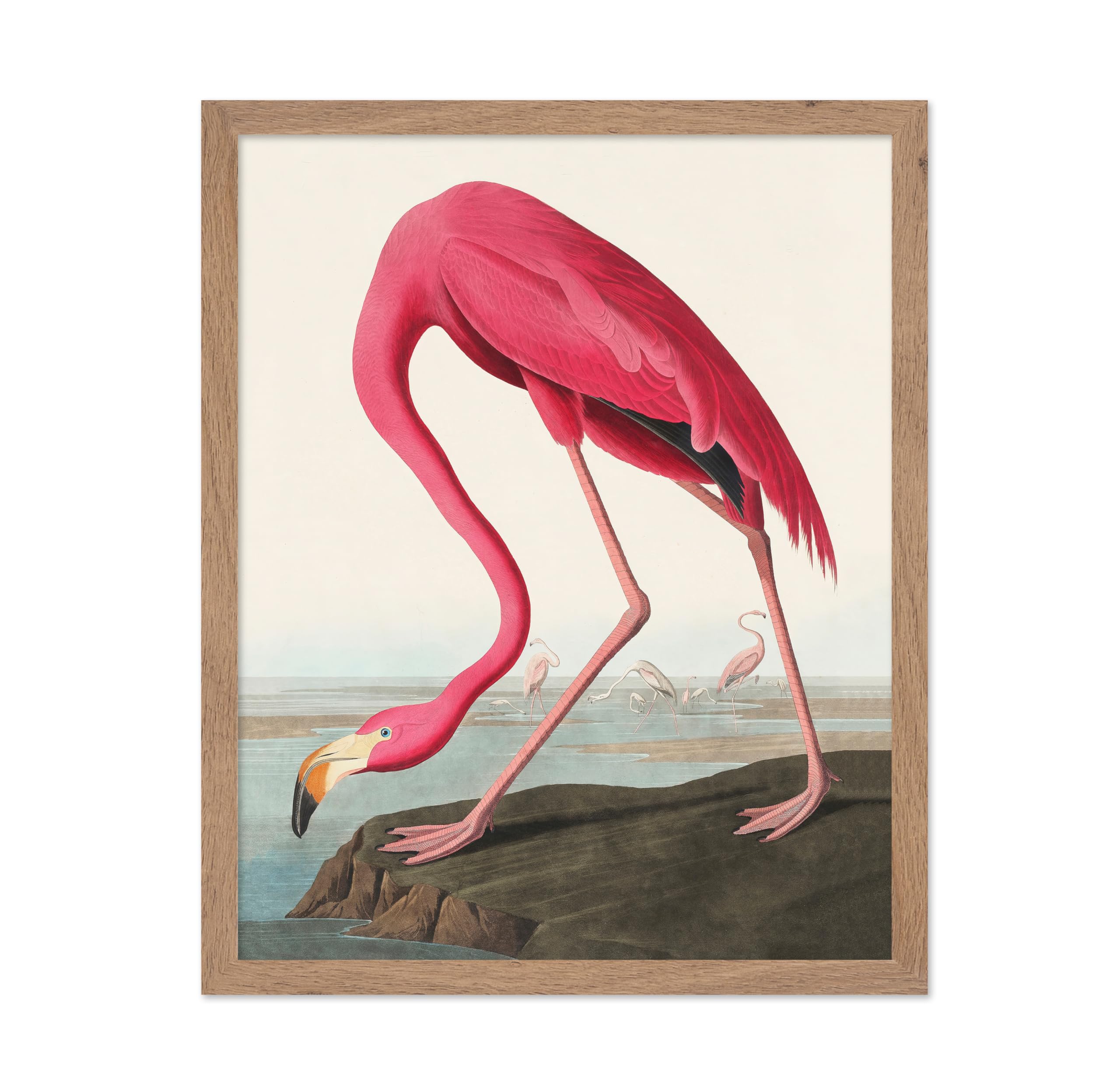 Poster Master Vintage Poster - Retro Realism Print - Gift for Artist, Friend - American Flamingo, Pink Bird, Drawing - Wall Deco