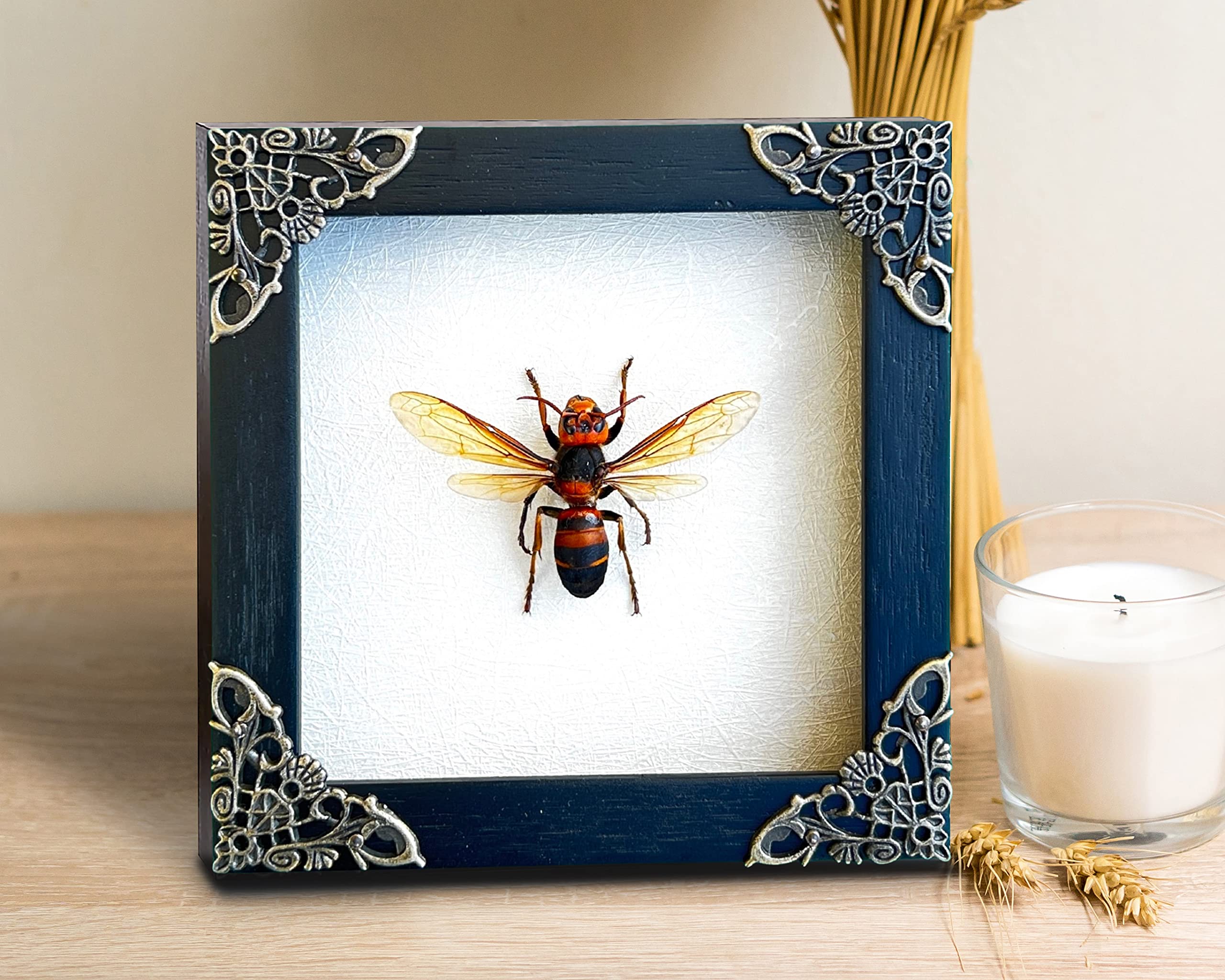 Real Framed Wasp Murder Hornet Beetle Dead Insect Dried Bug Black Frame Shadow Box Taxidermy Oddity Collectables Specimen Decora