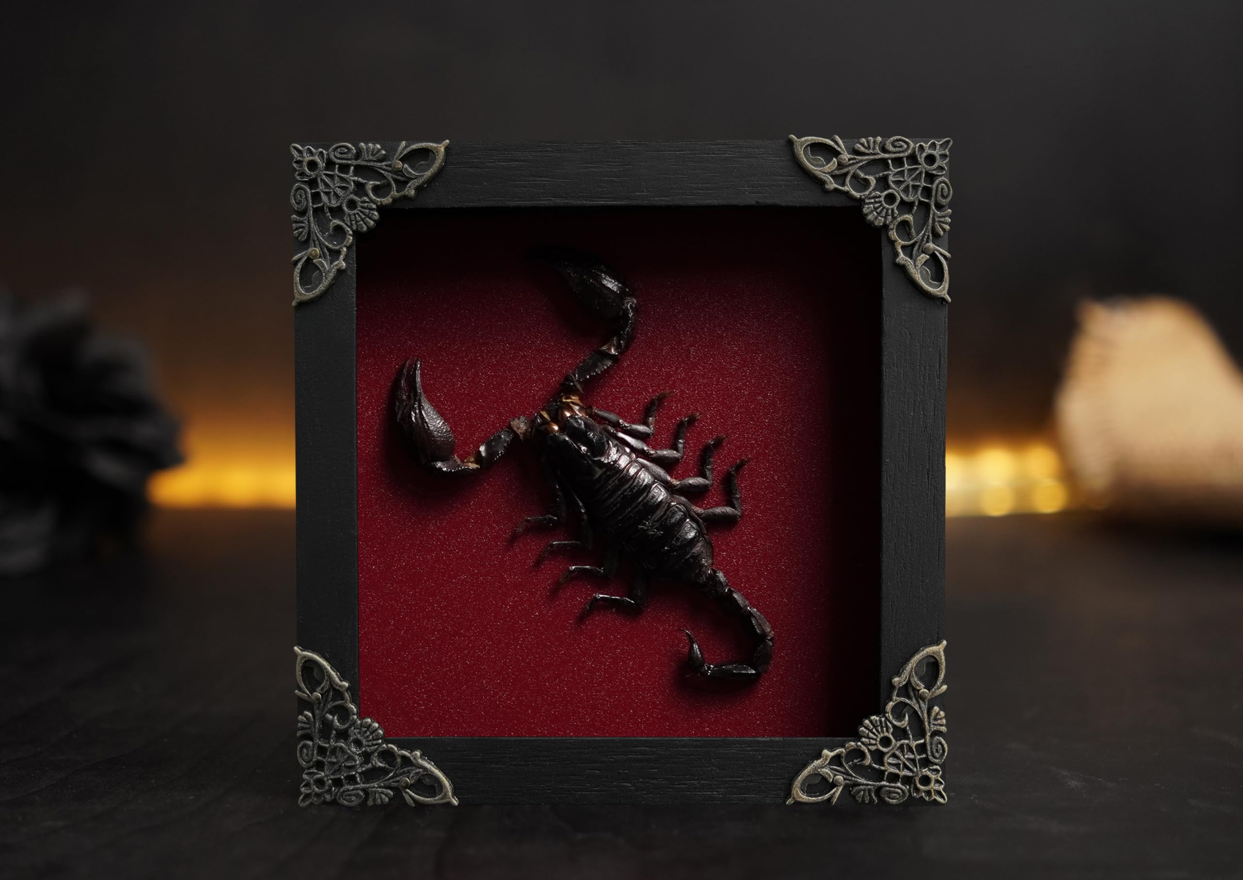 Real Giant Scorpion Framed Dried Beetle Shadow Box Entomology Wooden Insect Handmade Taxidermy Wall Art Decor Decoration Tableto