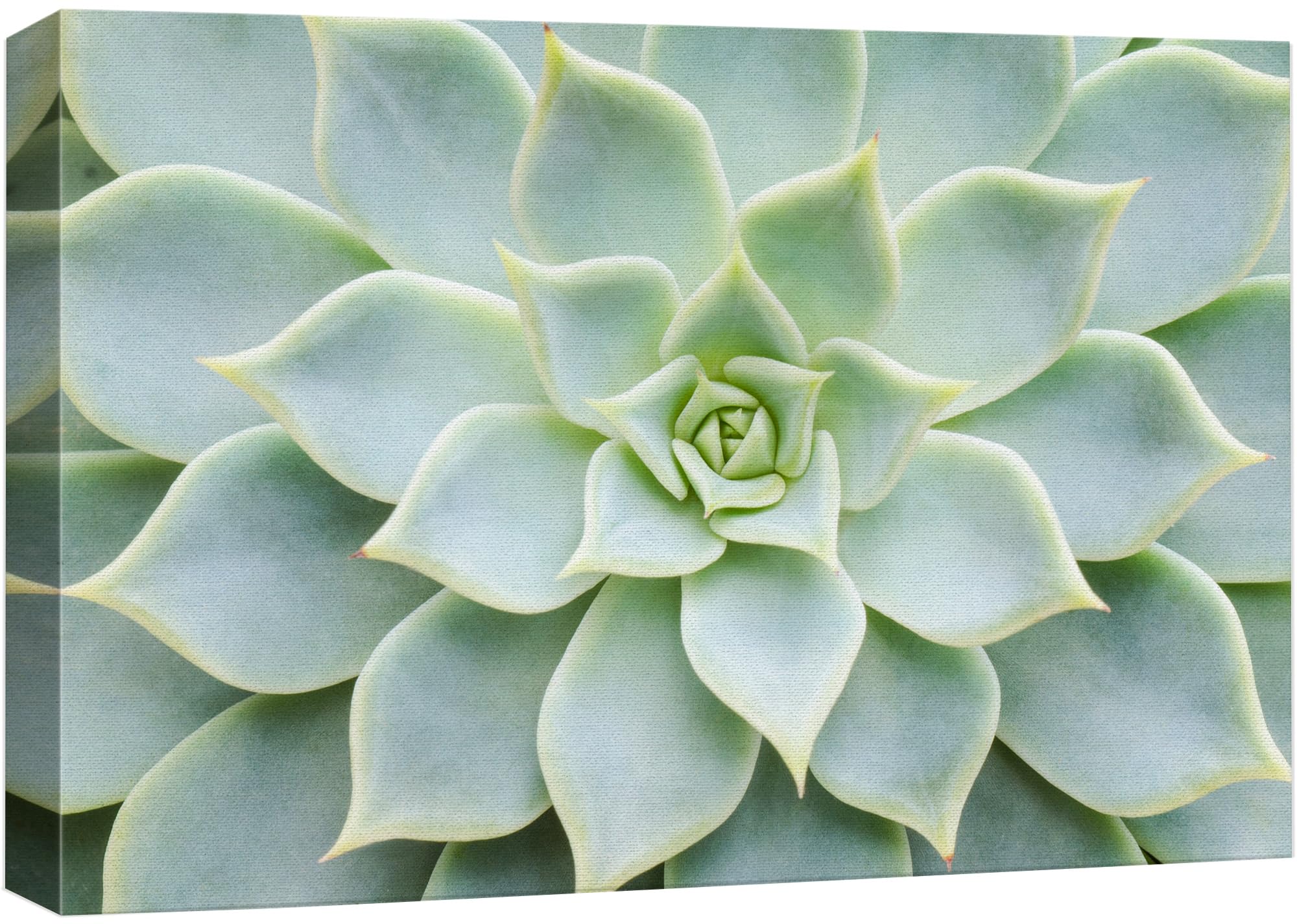 Wall26 Canvas Print Wall Art Green Rose Succulent Nature Wilderness Photography Realism Floral Botanical Southwest Rustic Countr