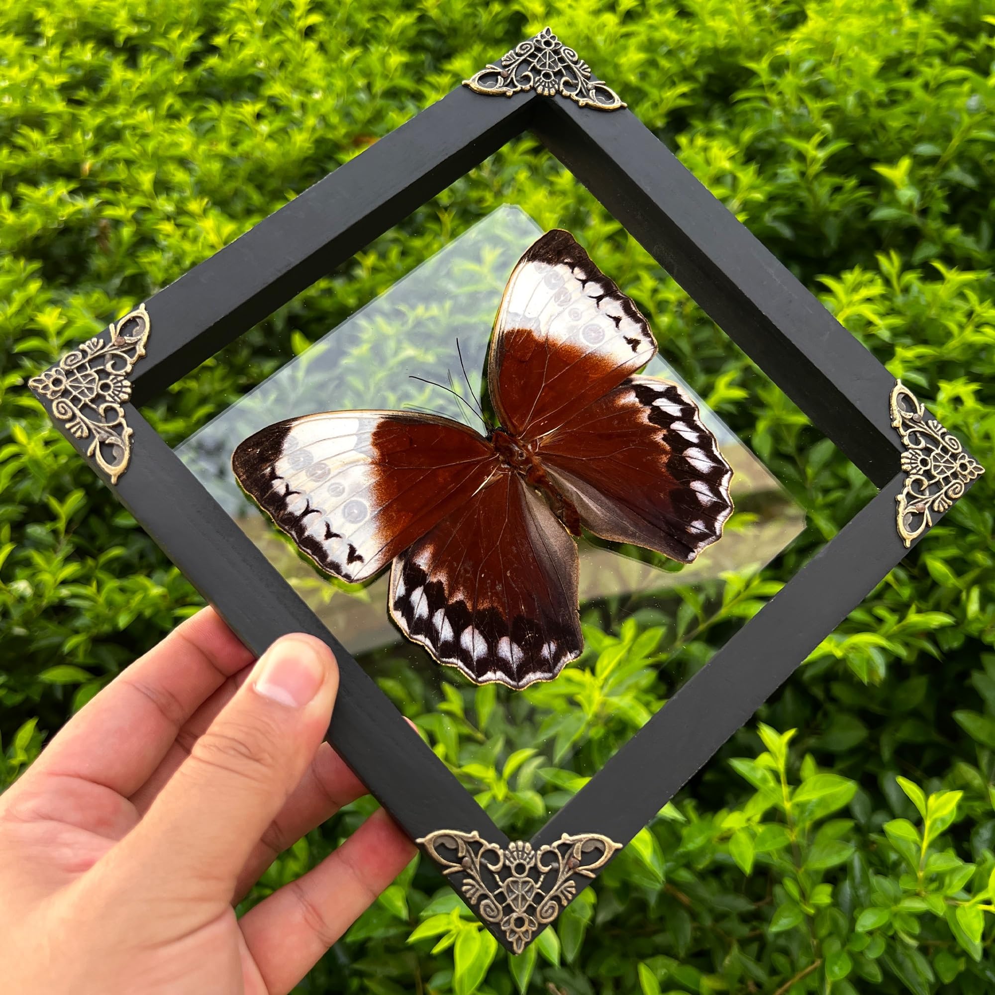Real Framed Butterfly Moth Dead Insect Dried Bug Shadow Box Taxidermy Specimen Display Tabletop Decoration Artwork Gallery Decor
