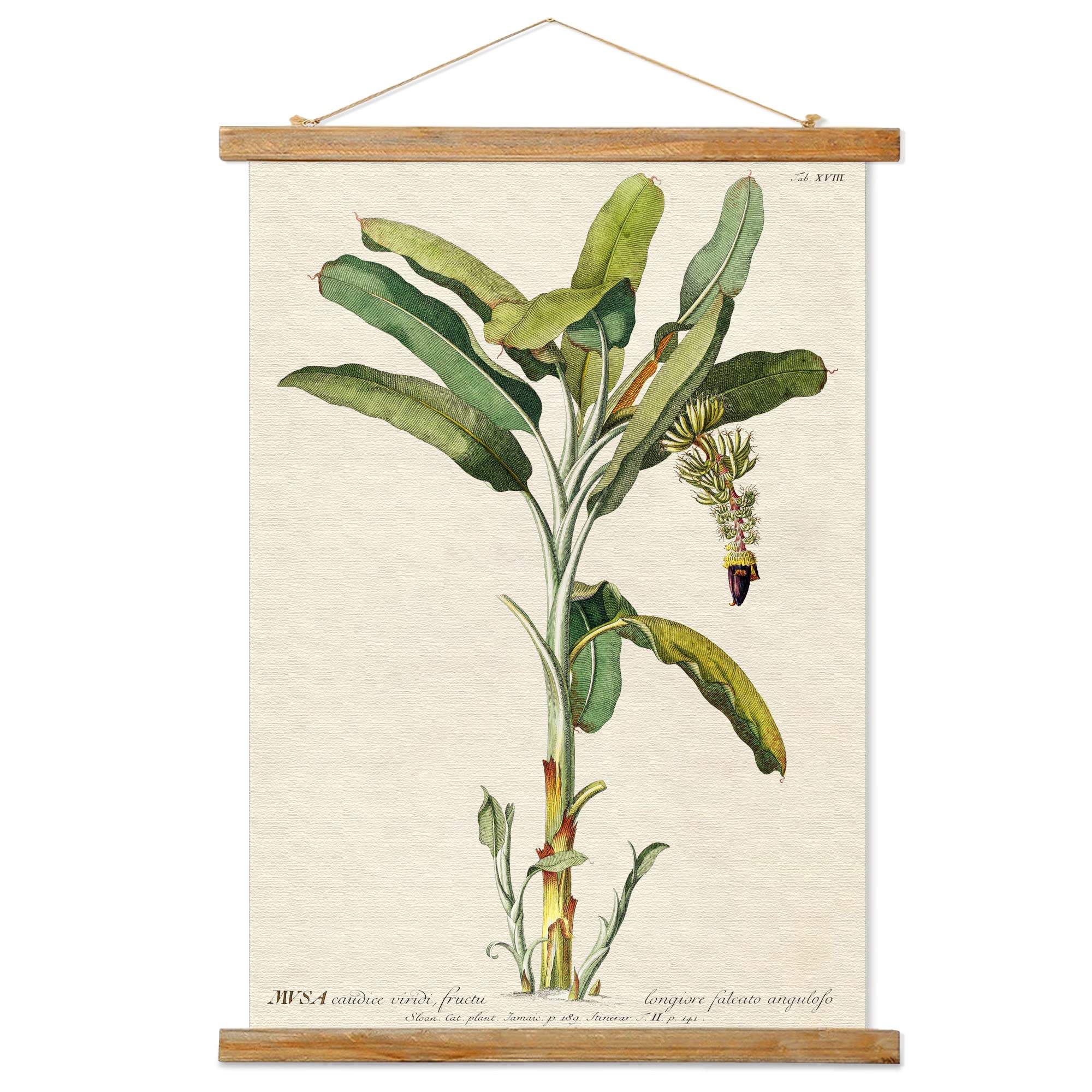 Vintage Banana Tree Poster Hanger Frame, Retro Style Of Wall Art Prints, Printed On Linen With Natural Wooden Frames, Illustrati
