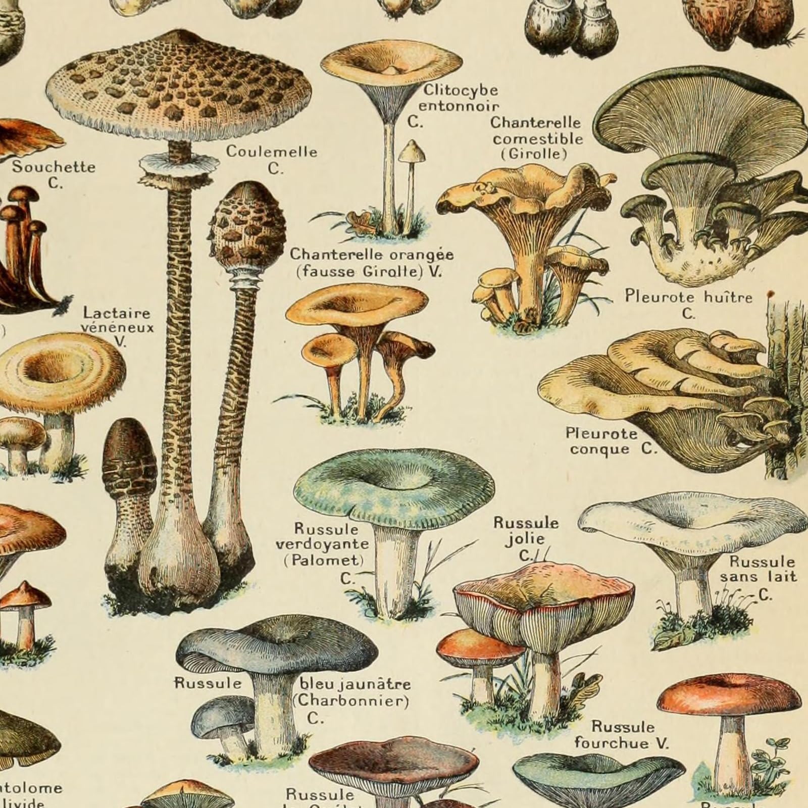 Ovfovy Vintage Mushroom Poster Print, Educational Wall Art, 16"x23", Unframed Paper