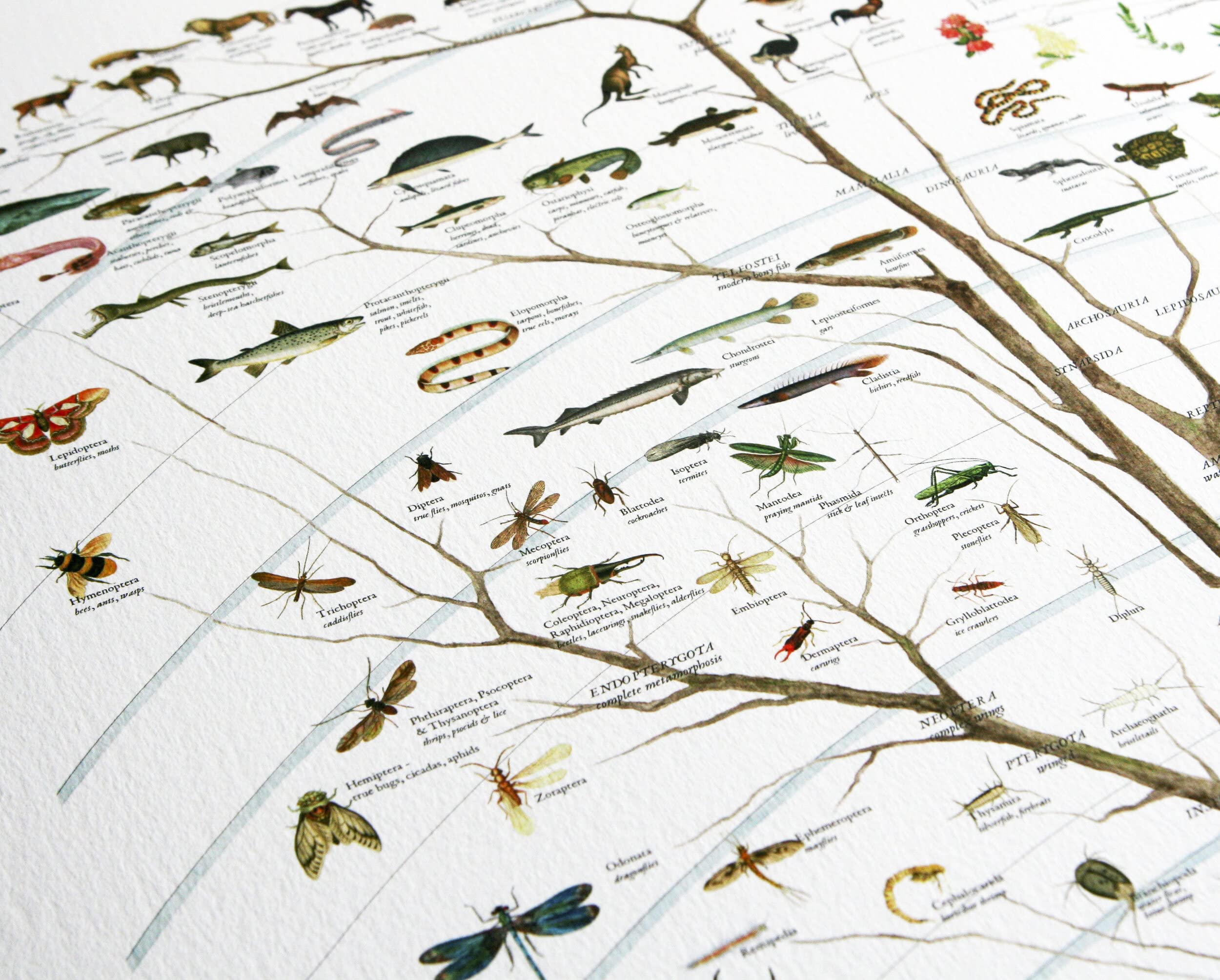 Fairhope Tree of Life Poster Print - Laminated Science Art 24" x 36" - Natural History of Existing Life