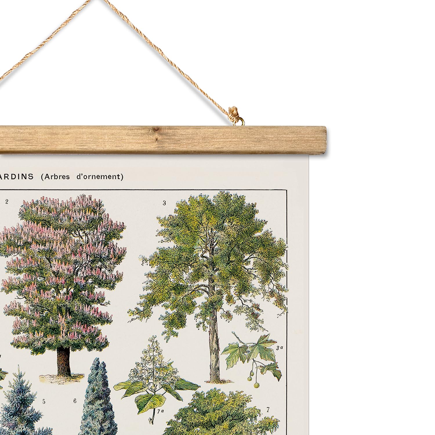 Xiaoaika Vintage Tree And Shrub Poster - Botanical Educational Retro Wall Art With Wooden Frame For Gardening Enthusiasts And La