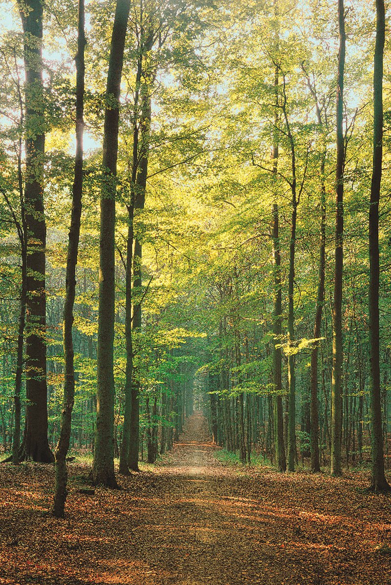 Eurographics Forest Path Poster, 36 X 24 Inch