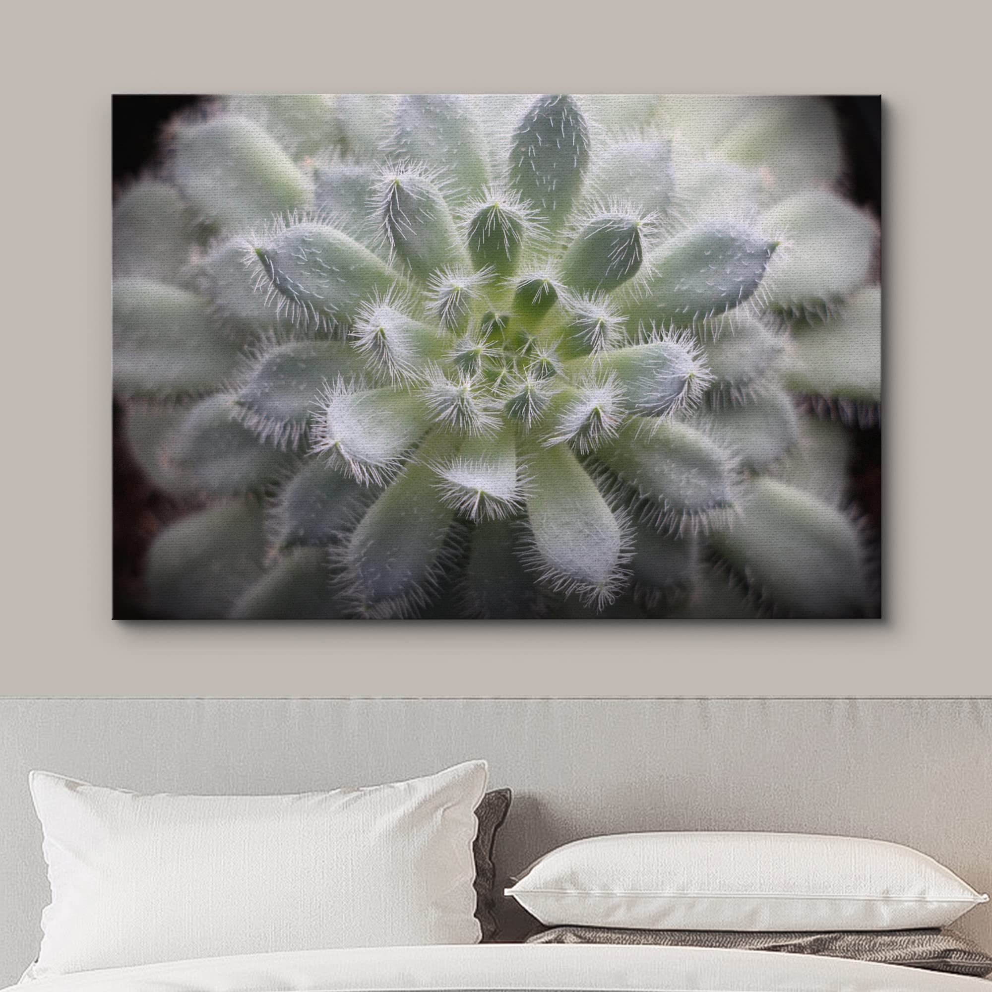 Wall26 Canvas Print Wall Art Fuzzy Echeveria Setosa Desert Succulent Nature Floral Photography Realism Botanical Wilderness Zen